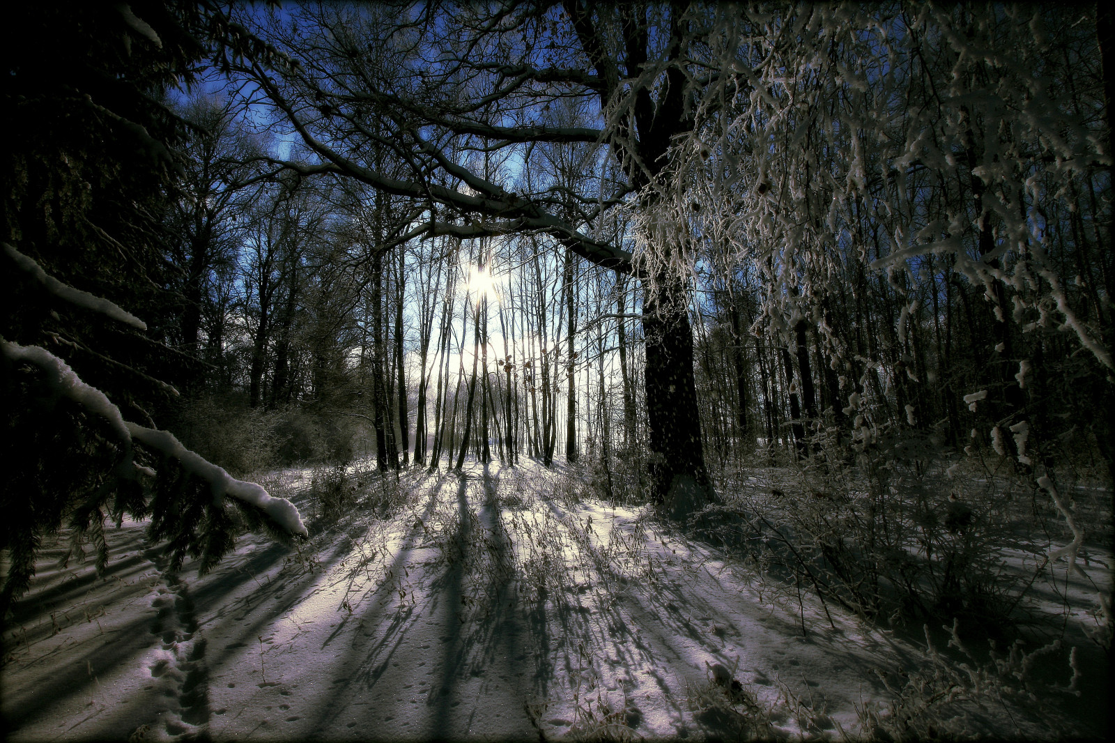 slunečnímu záření, stromy, krajina, les, noc, Příroda, sníh, zima, větev, ráno, mráz, Kánon, divočina, světlo, strom, podzim, stíny, list, květ, rostlina, sezóna, tma, zálesí, Drohiczyn, Cesarz, marcelxyz, místo výskytu, přírodní prostředí, atmosférický jev, dřevina, geografický rys