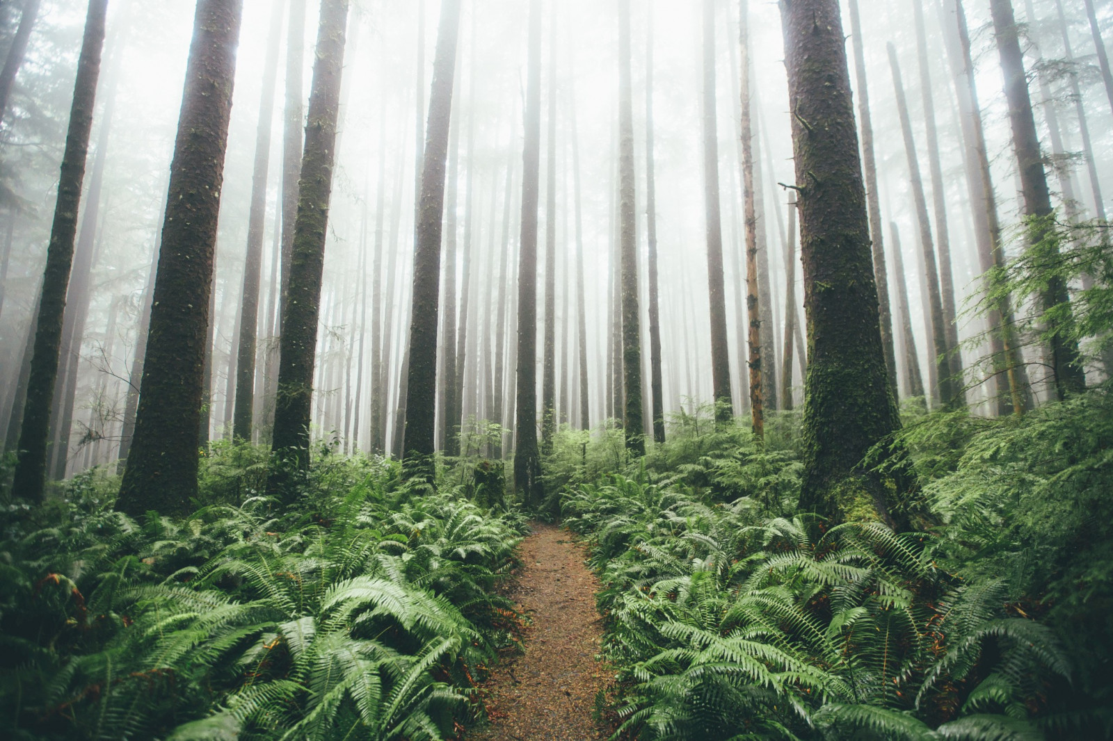 slunečnímu záření, stromy, krajina, les, zelená, džungle, cesta, deštný prales, strom, vegetace, plantáž, zálesí, místo výskytu, přírodní prostředí, atmosférický jev, ekosystém, mírné jehličnatý les, biome, prales