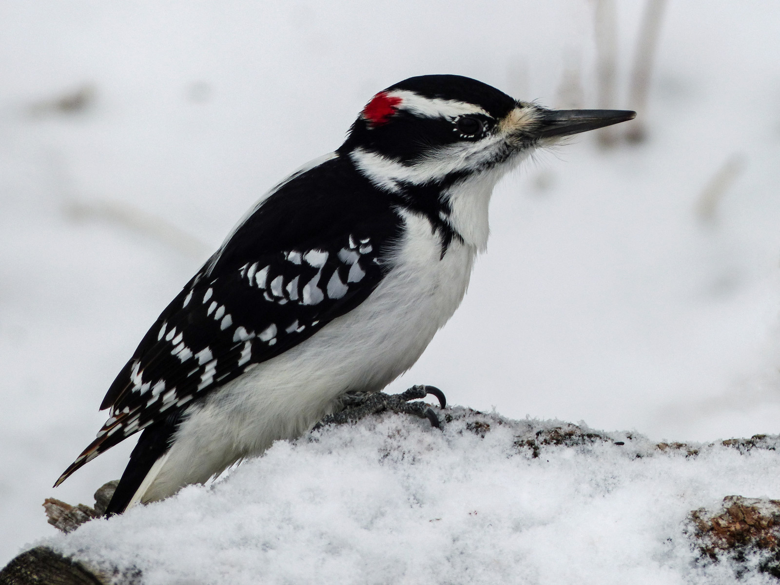 podzim, sníh, mužský, Calgary, pták, podzim, Příroda, ptactvo, detailní, datel, seasons, krmení, Alberta, boční pohled, ornitologie, influenza, strakapoud americký, fishcreekpark, likewinter, všechna práva vyhrazena, Onlog, anneelliott2014