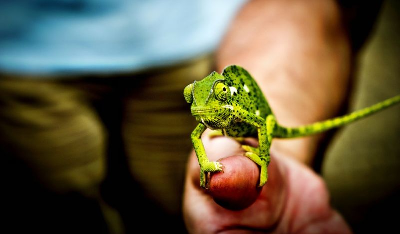 natureza,fotografia,Camaleões,Animais,vermelho,verde