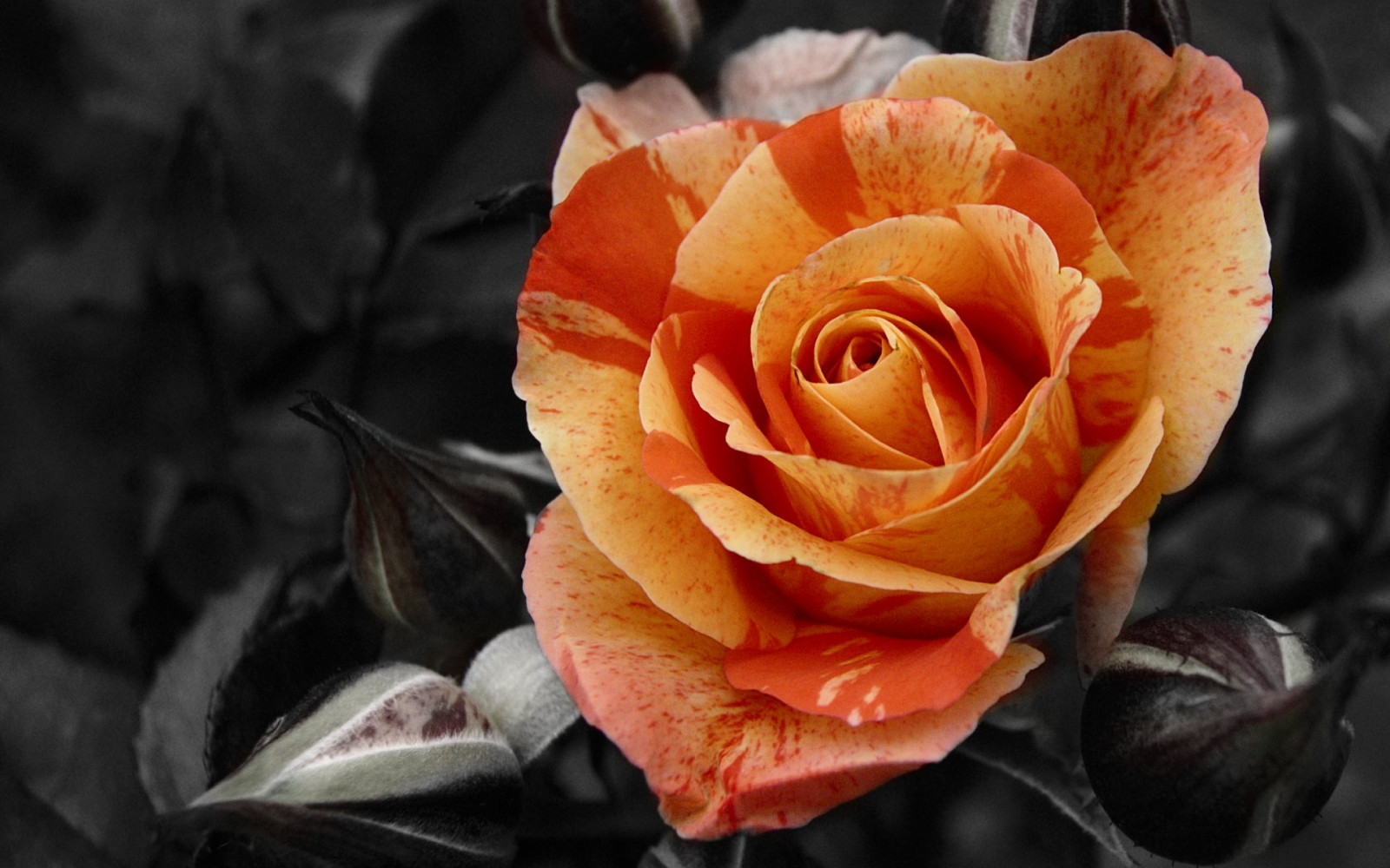 Wallpaper : flower, rose, buds, contrast, close up 1920x1200 - goodfon ...