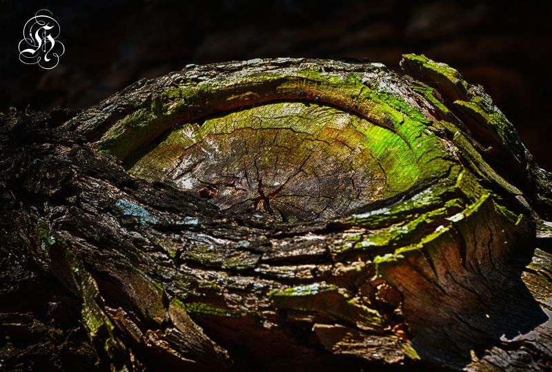 landscape,forest,rock,nature,HDR,tree
