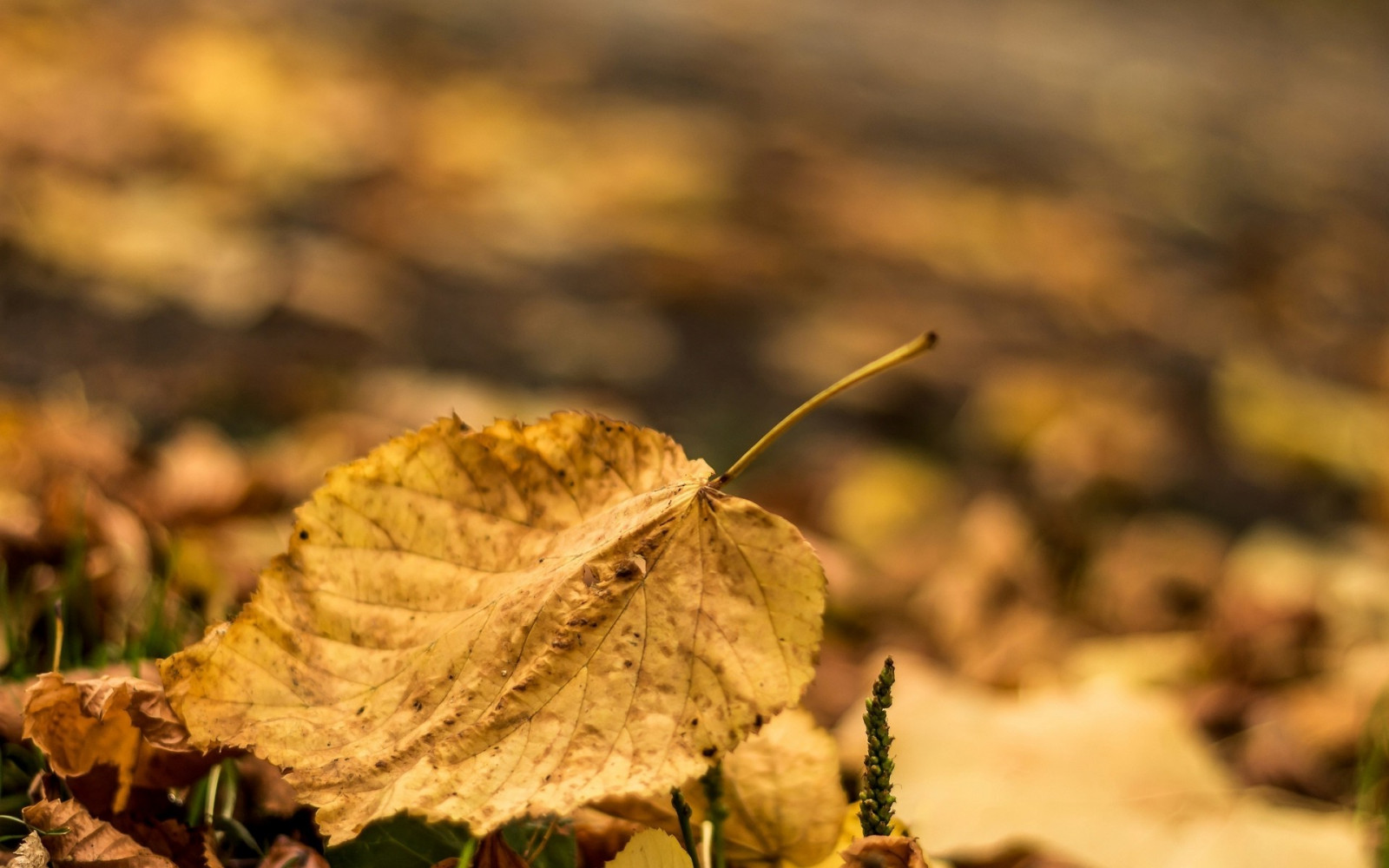 1920x1200 px, scherptediepte, bladeren, macro, natuur, geel