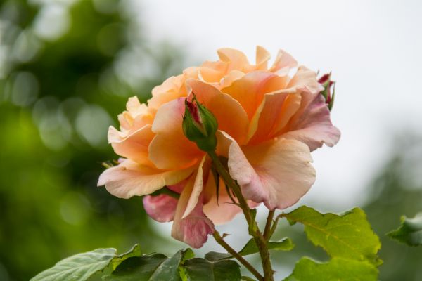 flower,Berlin,Germany,deutschland,rose,garden
