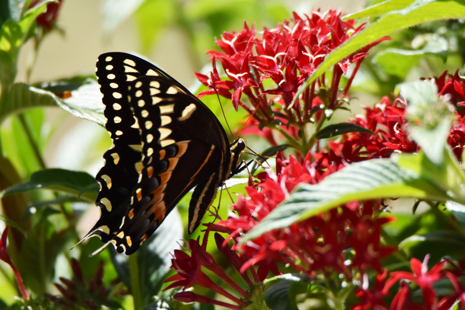 Wallpaper thornburgh, Tampa, Florida, flyinginsect, flower, butterfly, papiliopalamedes