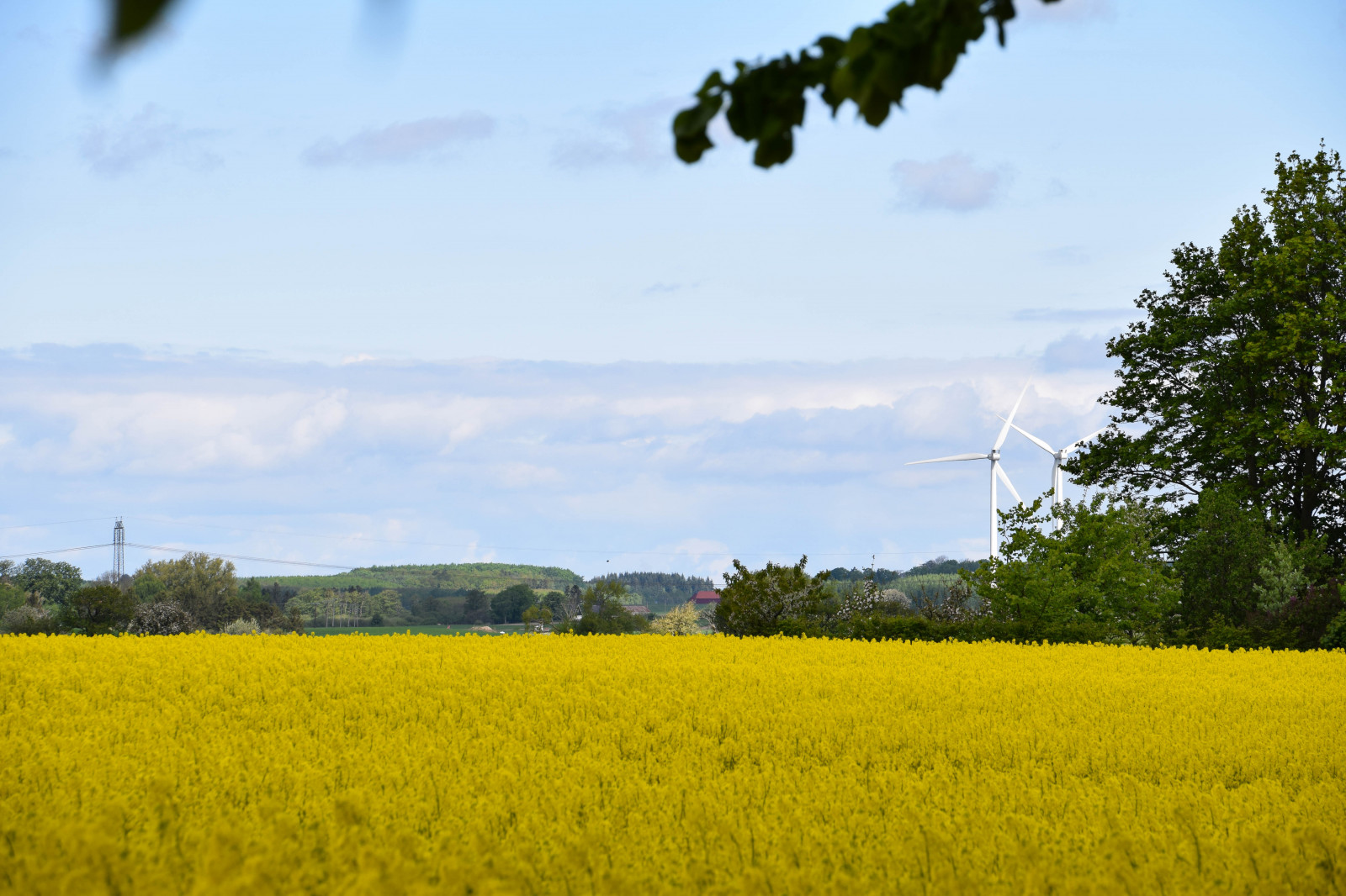 อาหาร, ธรรมชาติ, หญ้า, ท้องฟ้า, ฟิลด์, สีเหลือง, ฟาร์ม, สวีเดน, Sverige, Rapeseed, ต้นไม้, ดอกไม้, ปลูก, กลางแจ้ง, sk nel n, se, himmel, sk ne, ชนบท, landsbygd, ข่มขืน, ถนน, brassicanapus, rapseed, spannm l, raps, ต้นปี, latesrping, คาโนลา, เกษตรกรรม, ทุ่งหญ้า, ทุ่งหญ้า, พืช, เขตชนบท, ผลิต, โรงงานที่ดิน, พืชดอก, ครอบครัวหญ้า, ผัก, Braseriaica, โรงงานมัสตาร์ด, มัสตาร์ดและครอบครัวกะหล่ำปลี