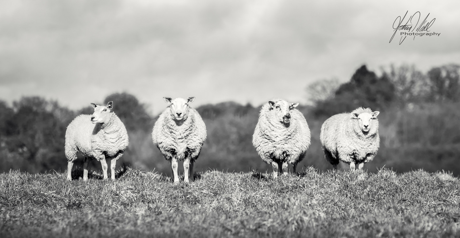 stromy, bílý, zvěř, černobílý, Příroda, tráva, nebe, pole, fotografování, panoráma, hospodařit, Nikon, objektiv, ovce, POV, campo, 4, Průhled, Mono, Soustředit se, světlo, Černý a bílý, D750, zvíře, hloubka pole, zoom, venkovní, pták, fotografie, dof, legrační, odstín, animales, venkov, sladký, fotografie, skupina, lodě, 70200 mm, póza, obraz, fauna, imagen, schwarz, úhel pohledu, weiss, prérie, Černý a bílý, monochromatické fotografování, obratlovců, blancaynegra, shallowdepthoffield, ohnisko, mušketýři, Ovejas, ovčí, skopové maso