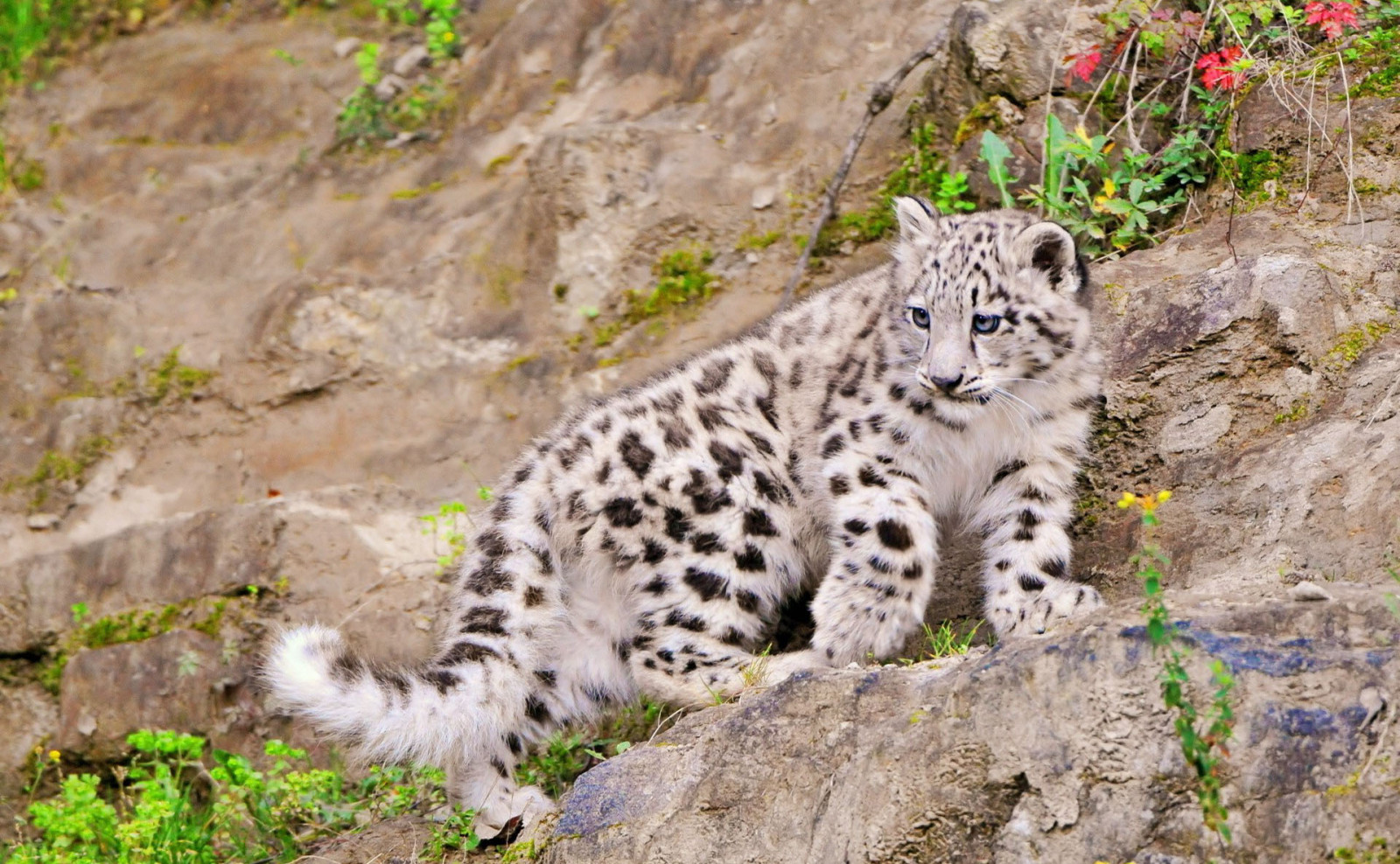 Hintergrundbilder : 1920x1186 px, Tierbilder, Babytiere, coole Bilder