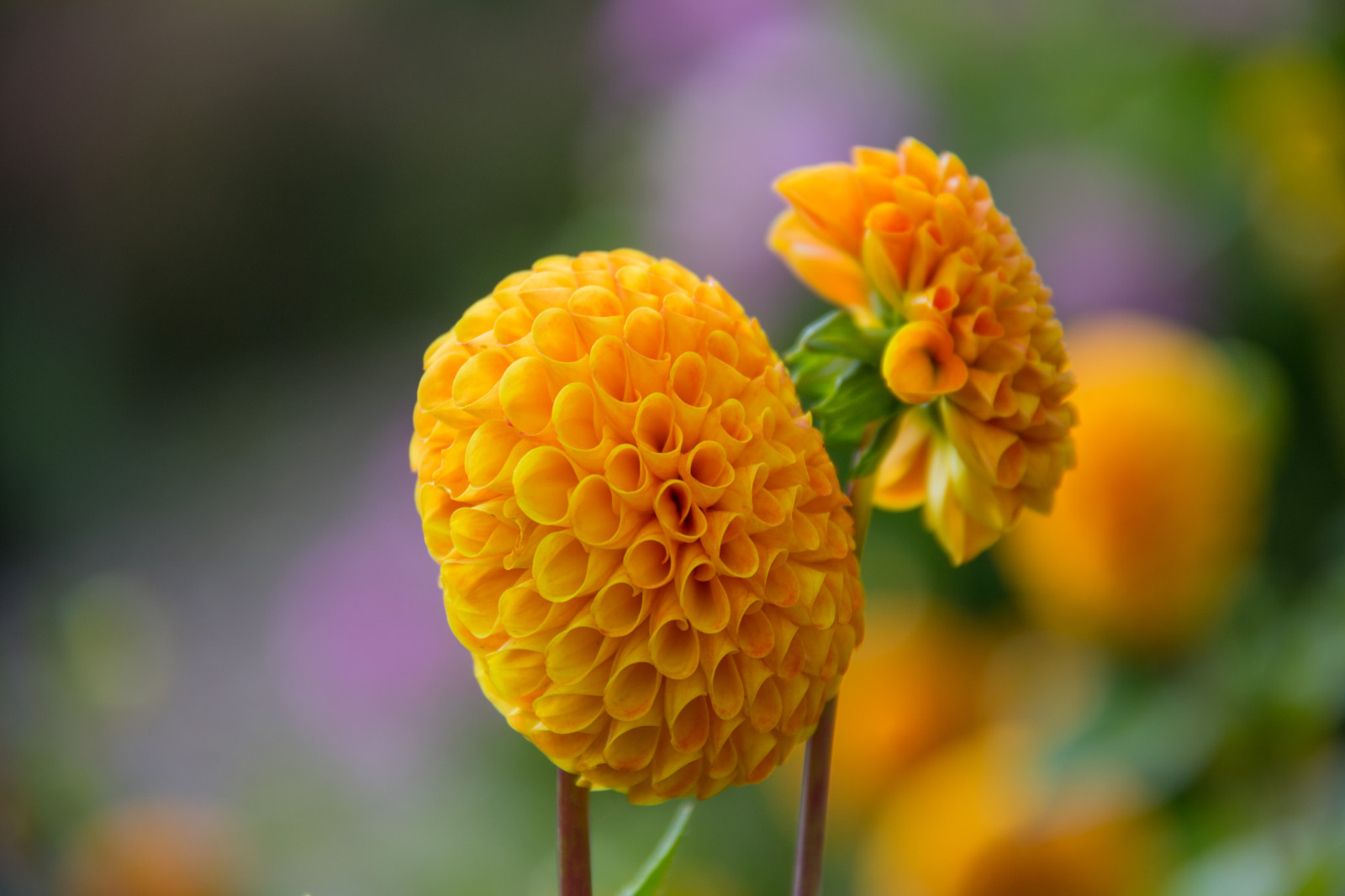 natura, fotografia, giallo, polline, foglia, fiore, pianta, dalia, flora, blomma, Malmo, modello canoneos760d exif, geocountry, Marca fotocamera Canon, Geocity, modello di fotocamera canoneos760d, geostate, geolocalizzazione, Lente exif efs18200mmf3556is, apertura exif 56, exif fare canon, exif ISOSPEED 160, katrinetorp, exif focalLength 187 millimetri, petalo, Fiore di campo, botanica, impianto di terra, pianta fiorita, avvicinamento, fotografia macro, staminali vegetali, famiglia delle margherite, nettare, calendola