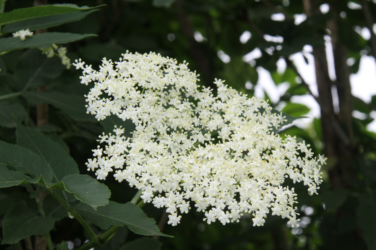 bílý, větev, květ, Jasmín, šeřík, květ, rostlina, flóra, starší, fl der, botanika, suchozemská rostlina, kvetoucí rostlina, keř, meadowsweet, kalina, moschatel rodina