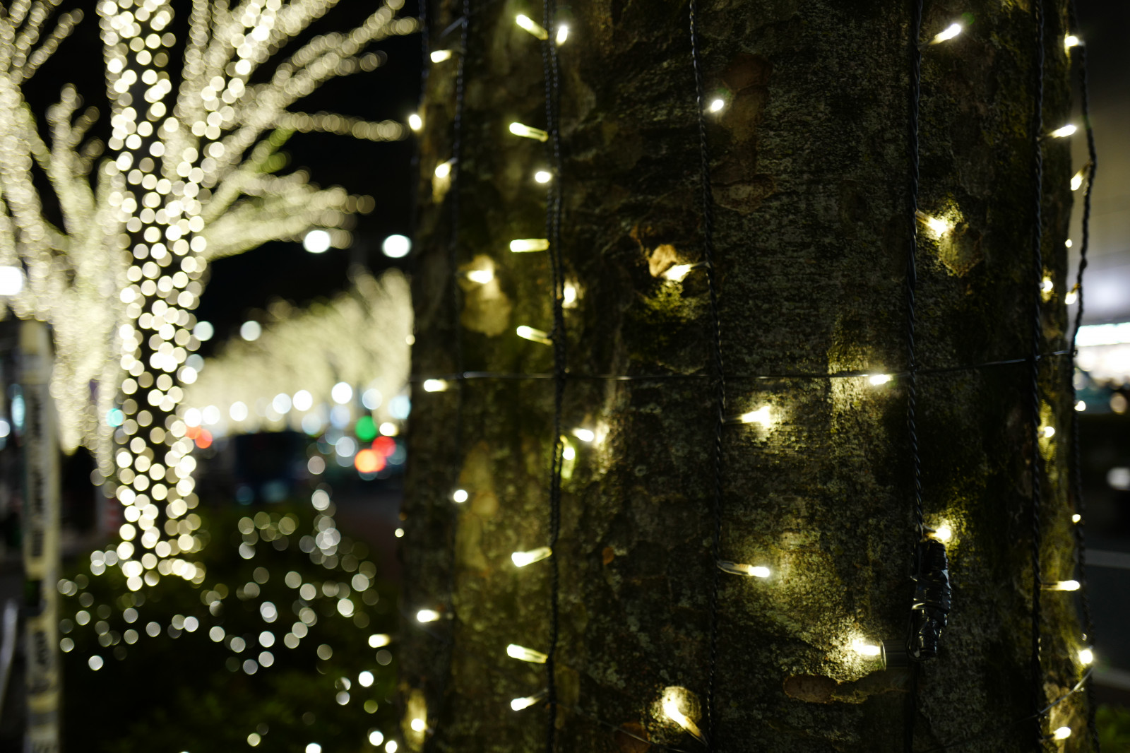 Japonsko, noc, větev, Vánoční strom, Vánoce, Vánoční osvětlení, Leica, Tokio, jp, světlo, strom, květ, osvětlení, osvětlení, summilux, leicaq, summilux1728, q, 1728, Omotesando, Harajuku, vánoční dekorace