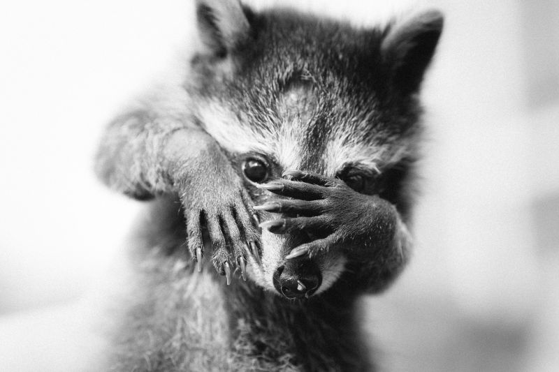 zvěř, černobílý, fotografování, nos, kníry, hlava zvěř, černobílý, fotografování, nos, kníry, hlava