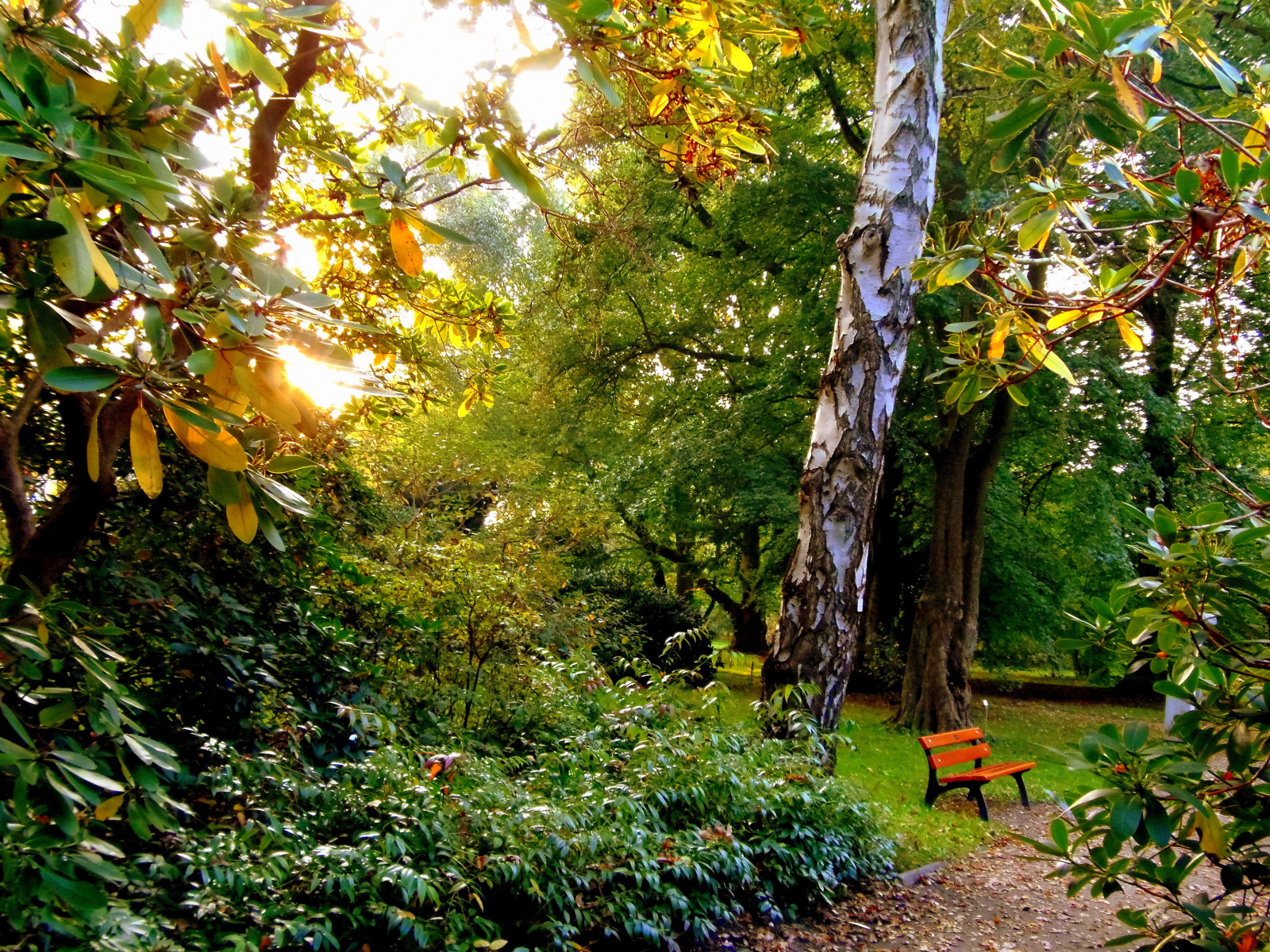 Sonnenlicht, Landschaft, Wald, Natur, Gras, Ast, Dschungel, Frühling, Regenwald, Baum, Herbst, Blatt, Pflanze, Saariysqualitypictures, Flora, Deutschland, Mecklenburgvorpommern, Vegetation, Coth5, Wald, Coth, Garten, Hain, Ökosystem, Biome, Kofferraum, Strauch, Alter waldwald, Mäßiger Laub- und Mischwald, Abscheulich, Botanischer, Greifswald, 06102014