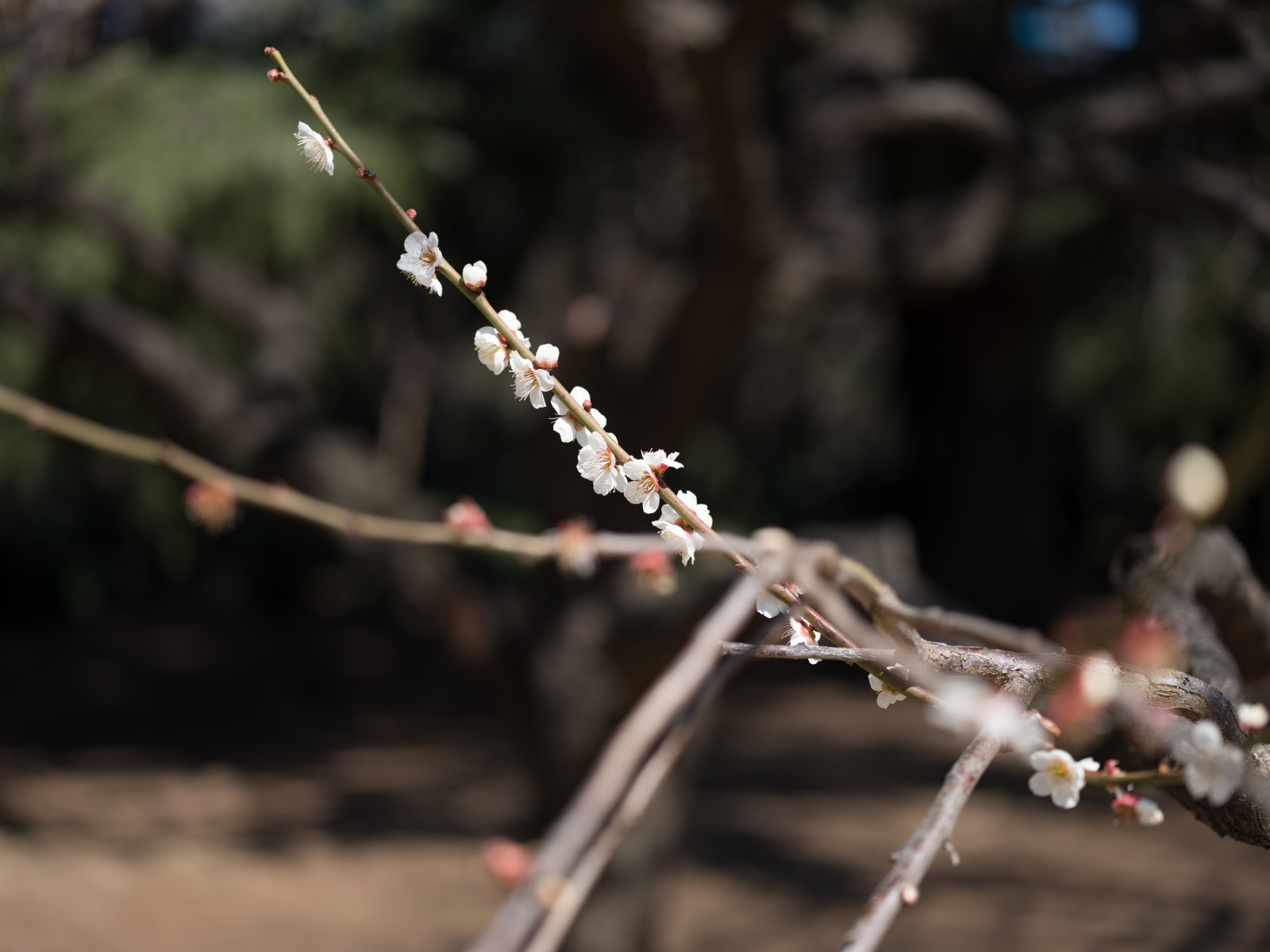 Japonsko, Příroda, park, zima, fotografování, větev, mráz, Třešňový květ, květ, jaro, Tokio, Fujifilm, jp, strom, podzim, list, květ, rostlina, sezóna, flóra, fuji, Fujinon, gf, gf63mm, gf63mmf28rwr, gfx, gfx50s, shinjukgyoen, Shinjuku, větvička, vyrobit, zblízka, keř, makro fotografie, trny trny a trny, závod stonek