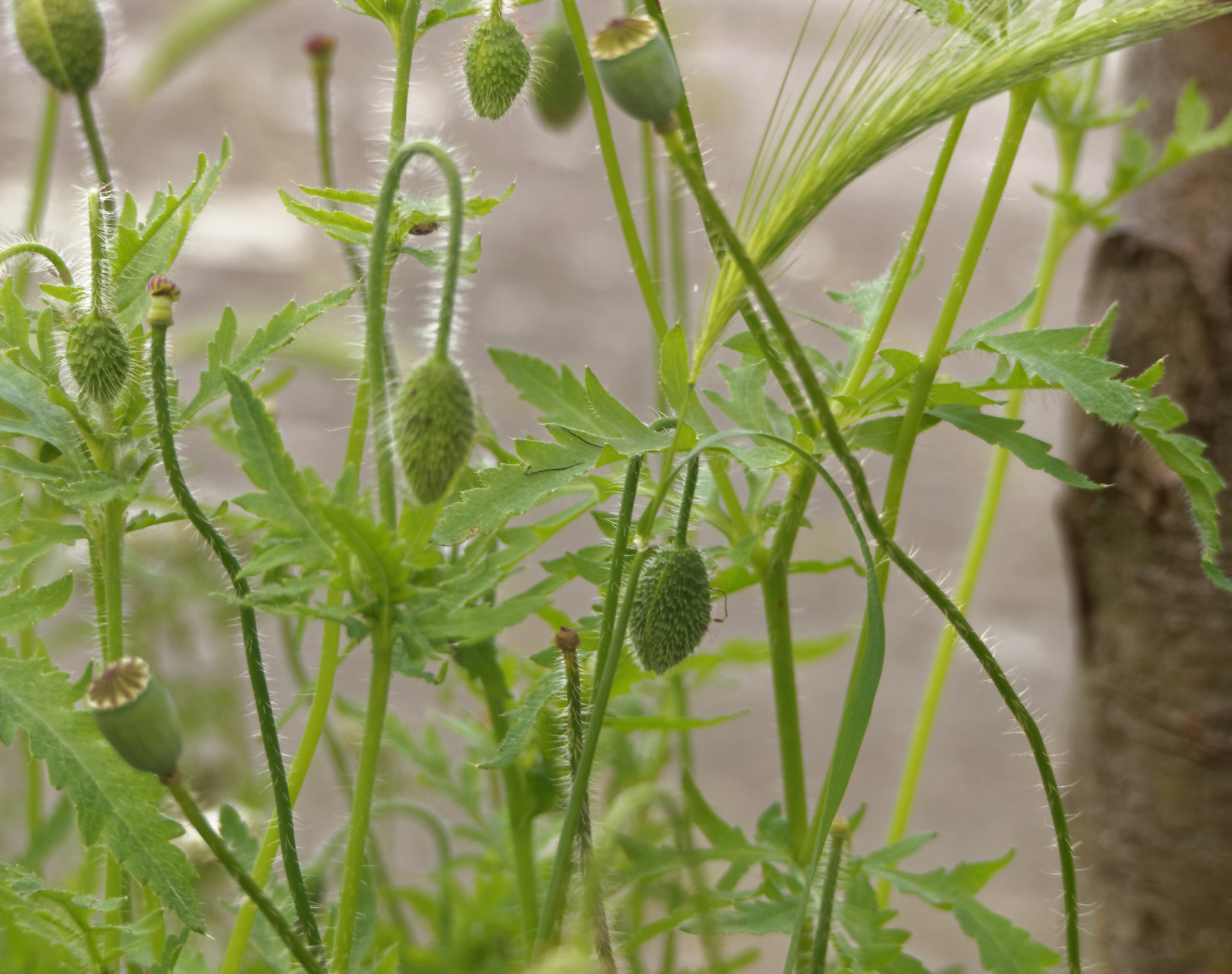 pianta, foglia, erba, staminali vegetali, Urtica, subshrub