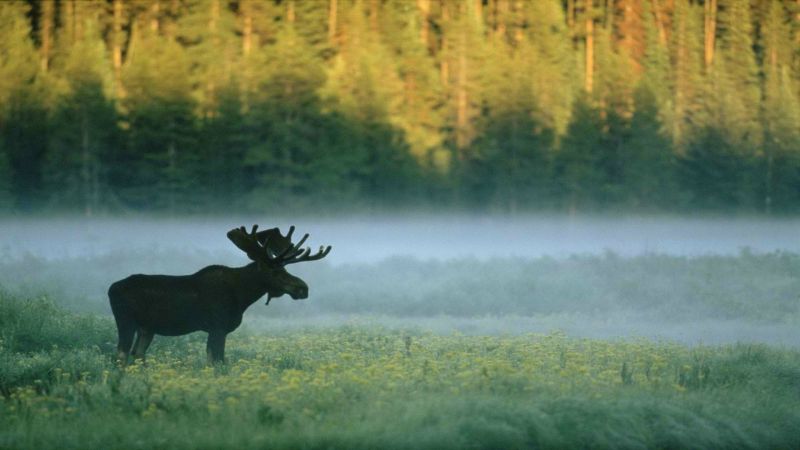 mattina, foresta, animali, natura, nebbia, natura mattina, foresta, animali, natura, nebbia, natura