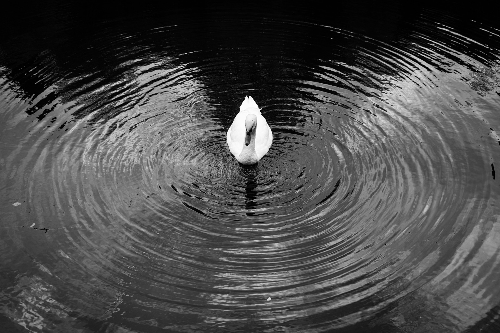 Wallpaper : nature, reflection, swan, Sony, circle, atmosphere, bw