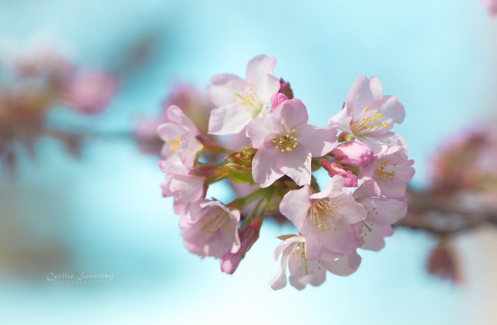 růžový, květiny, nebe, květ, makro, Oslo, detailní, Kánon, třešeň, bokeh, tyrkysový, Botanická zahrada, třešeň, botaniskhage, markiii, Kirseb rtre, Kirseb rblomst, canon5dmarkiii, Kirseb rblomster, ef100mmf28lmacroisusm, Turqios, Kirseb rtr r