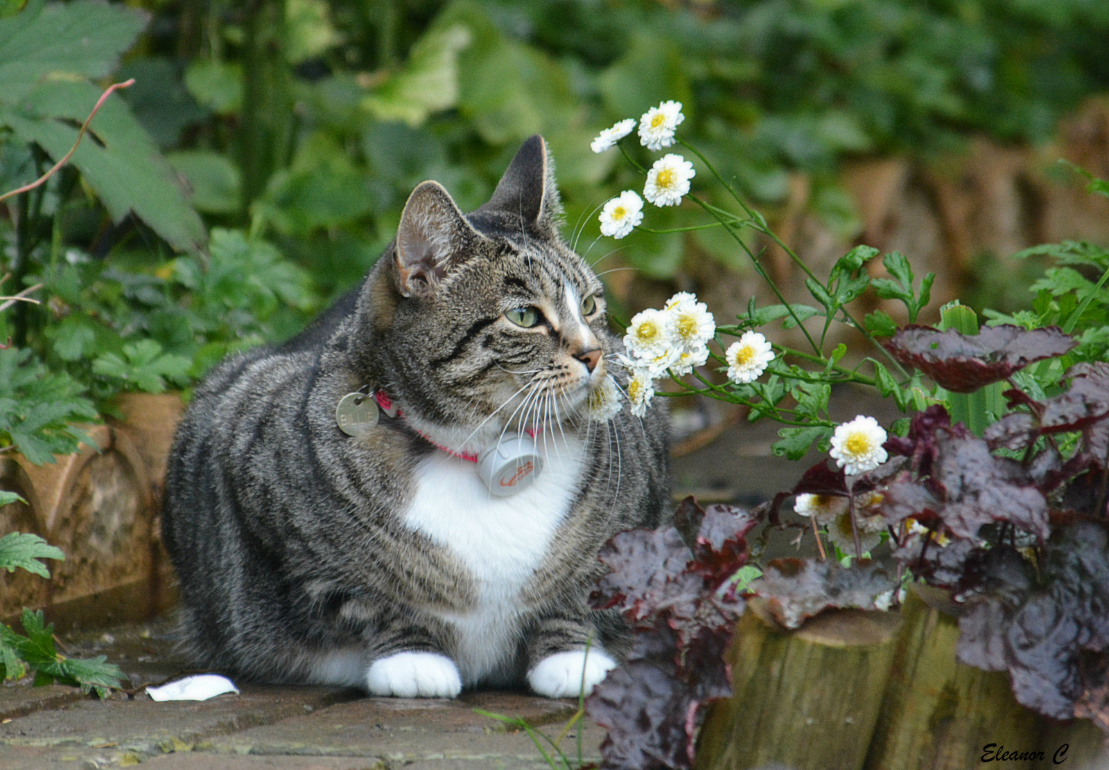 Wallpaper UK, daisies, cat, garden, billie, stanmore, queensbury