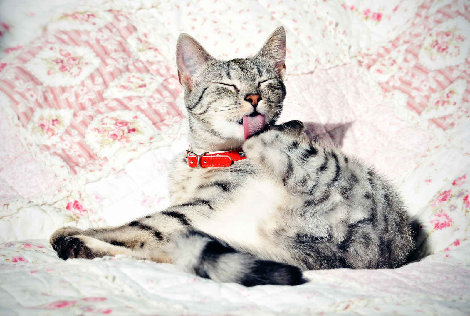 Wallpaper cat, collar, down, wash 2958x1990 wallhaven 656394 HD