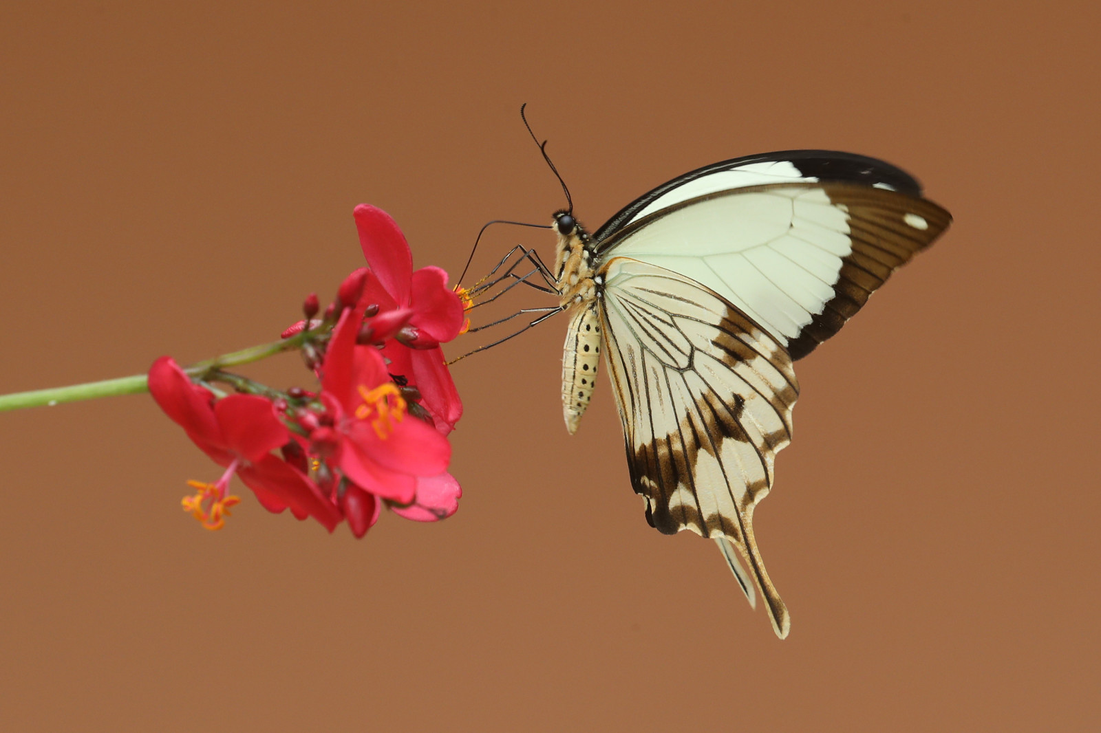 ผีเสื้อ, แมลง, ร้อน, แอฟริกา, แอฟริกา, Osu, มอด, ตะวันตก, ผีเสื้อ, ปีก, ชาย, การถ่ายภาพมาโคร, สัตว์ที่ไม่มีกระดูกสันหลัง, สัตว์ขากรรไกร, สิ่งมีชีวิต, น้ำทิพย์, แมลงผสมเกสร, ผีเสื้อและผีเสื้อ, ผีเสื้อพระมหากษัตริย์, Pieridae, ผีเสื้อแปรง, swallowtail, กานา, papilio, เยาะเย้ย, Dardanus