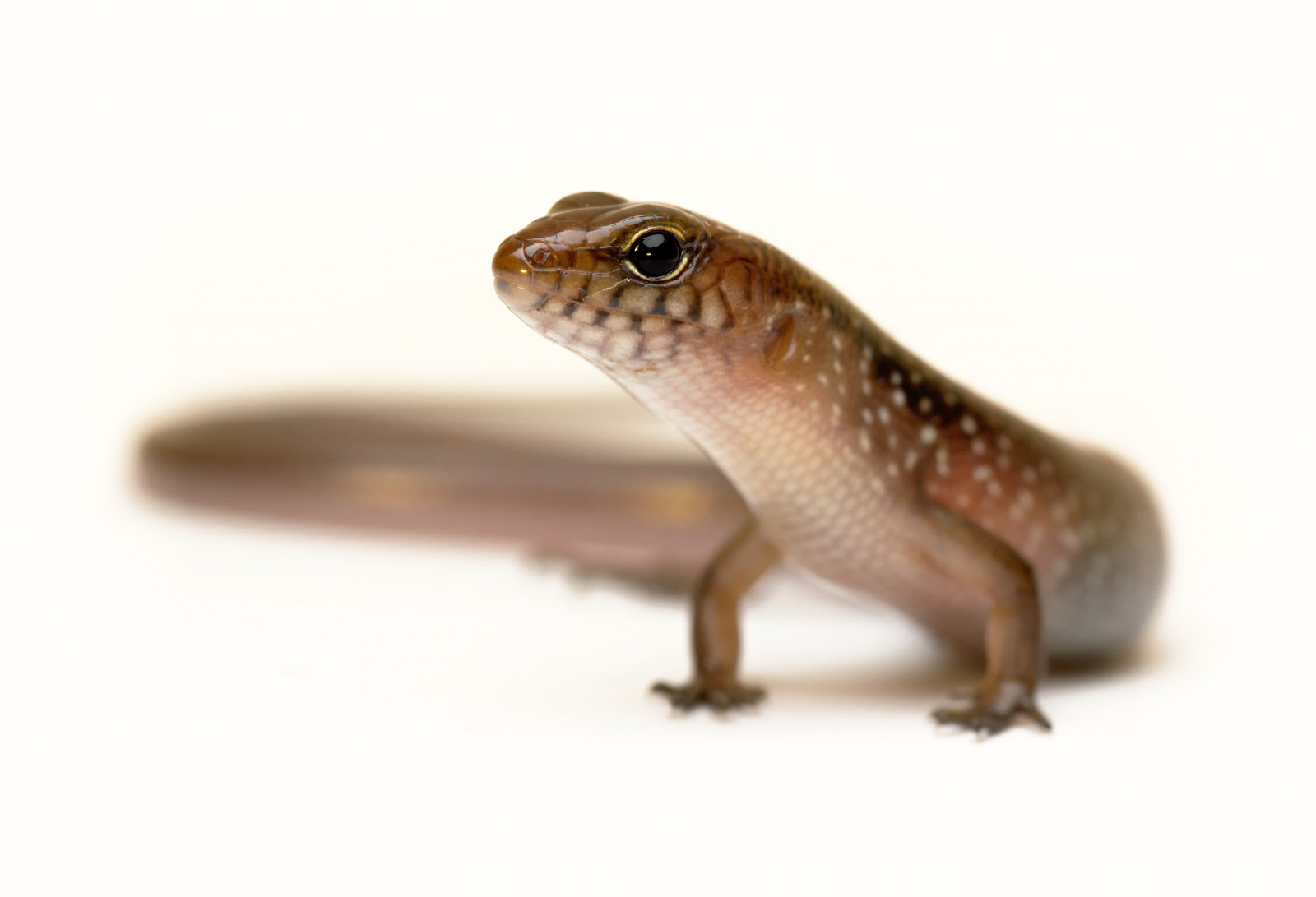 Austrálie, australský, barva, běžný, d5200, dof, darwin, hloubka pole, douglaska, douglasskink, eremiascincusdouglasi, Blikat, glaphyromorphusdouglasi, lowdepthoffield, Nikon, nikond5200, northernterritory, orangesidedbarlippedskink, plaz, plazi, sphenomorphusdouglasi, Studio, Tamron, horní konec, tropický, tropy, zvíře, zvěř, bokeh, barva, barvitý, barvitý, oko, oči, ještěrka, ještěři, makro, oranžový, skink, scinkovití, puntíkovaný, bílé pozadí, Volně žijících živočichů