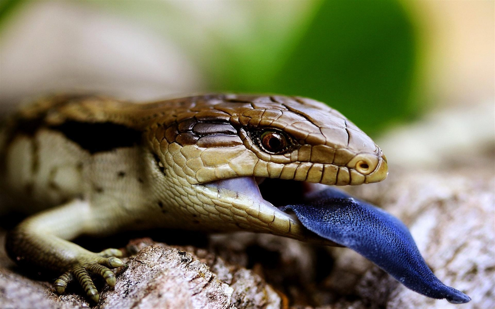 Hintergrundbilder Natur Schlange Tierwelt Reptilien Fauna 