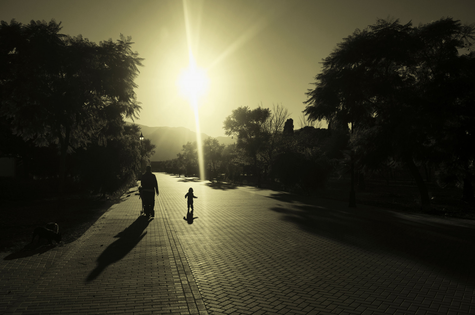 slunečnímu záření, stromy, krajina, pouliční osvětlení, západ slunce, ulice, noc, odraz, nebe, stín, silnice, fotografování, silueta, svítání, večer, ráno, slunce, atmosféra, život, soumrak, asfalt, rodina, půlnoc, slunce, maminka, Carrer, světlo, mrak, strom, Procházka, svítání, rostlina, arboles, vida, tma, calle, paseo, syn, luz, madre, Sombras, pruh, arbres, Atmosféra Země, dřevina, astronomický objekt, vyplnit, Ombres, jev, Llum, maminka, passeig, familia, Hijo