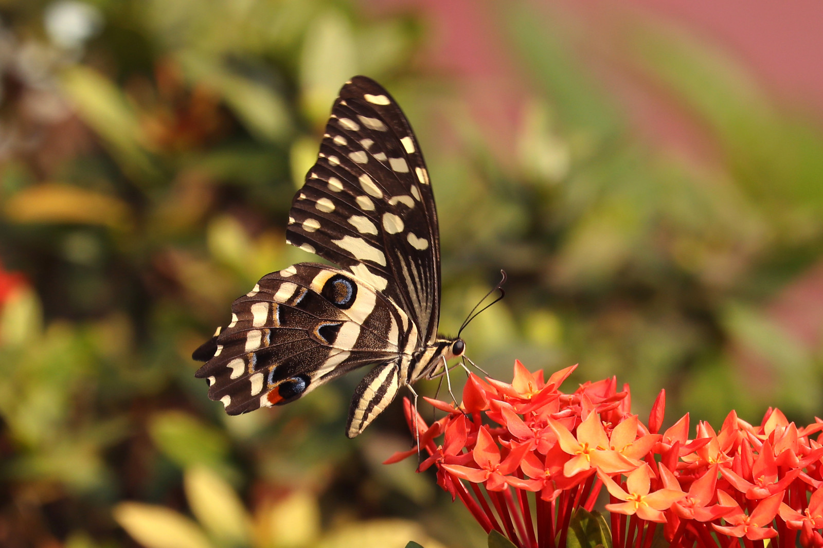 motýl, hmyz, Volně žijících živočichů, tropický, Afrika, Afričan, mol, citrus, západ, flóra, motýli, makro fotografie, bezobratlý, členovců, organismus, nektar, opylovači, můry a motýli, lycaenid, motýl monarcha, štětec footed motýl, vlaštovčí ocas, Ghana, Papilio, Demodocus