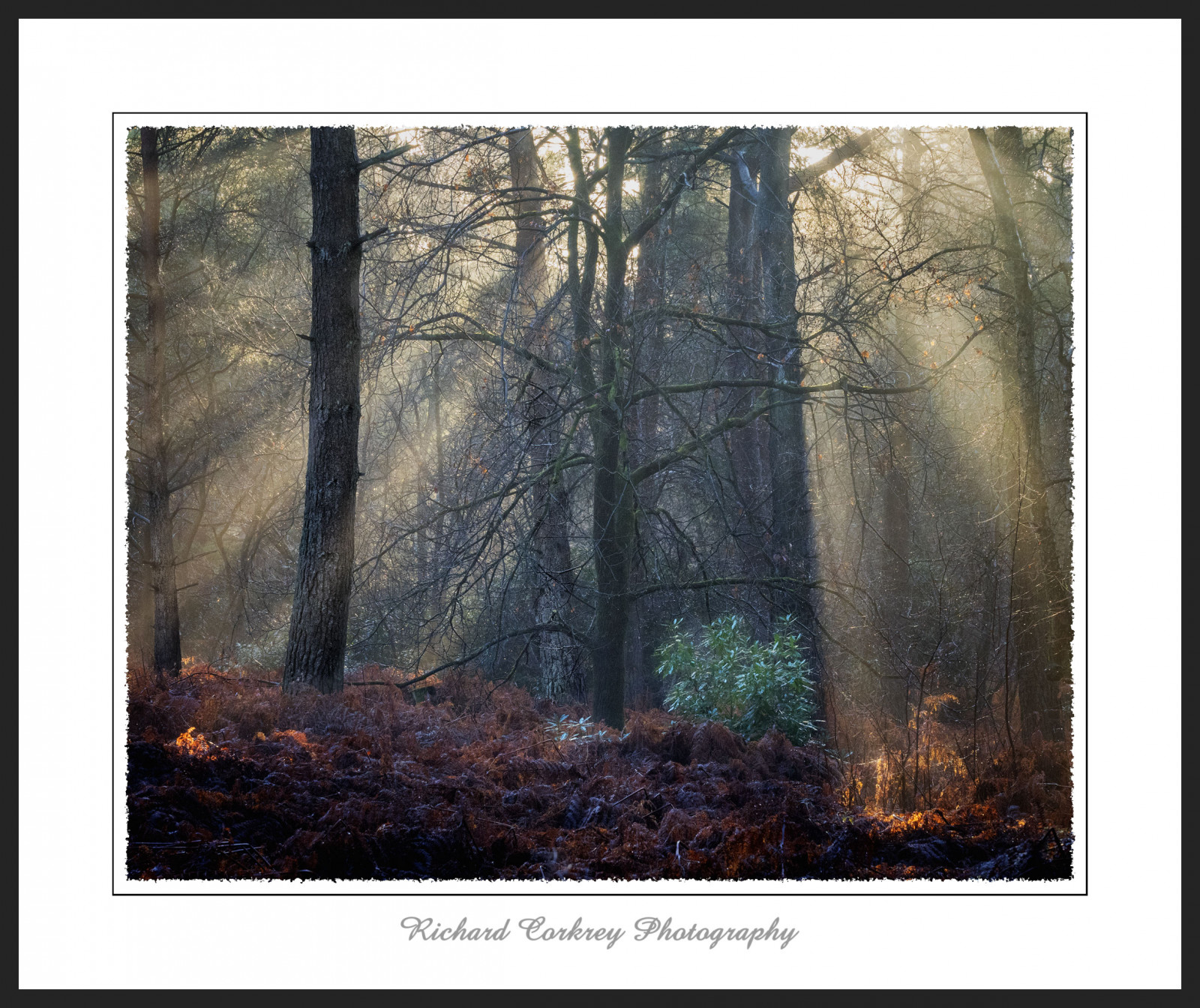 slunečnímu záření, stromy, krajina, malování, les, Příroda, zima, umělecká díla, dřevo, větev, ráno, slunce, UMĚNÍ, strom, podzim, svítání, malířské, zálesí, háj, ekosystém, mírné jehličnatý les, biome, kufr, prales, smíšený les, opadavý, akvarel barvy, Západní Sussex, Southdowns, stock photography, visual arts