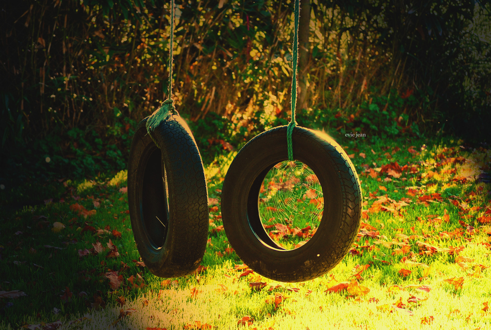 แสงแดด, ต้นไม้, แนวนอน, ป่า, ใบไม้, ดำ, กลางคืน, ธรรมชาติ, หญ้า, สาขา, สีเขียว, สีเหลือง, ดวงอาทิตย์, แกว่ง, ชีวิต, ซันนี่, ทอง, ยาง, ตุลาคม, สดใส, เบา, ฉาก, สวย, ต้นไม้, ทัศนียภาพ, ฤดูใบไม้ร่วง, ใบไม้, น่ารัก, ปลูก, ธรรมชาติ, แดด, goldenhour, พืช, ความมืด, ตามฤดูกาล, ป่าไม้, วอลล์เปเปอร์คอมพิวเตอร์, ผลัดใบ, ใบ, เยลโลมา