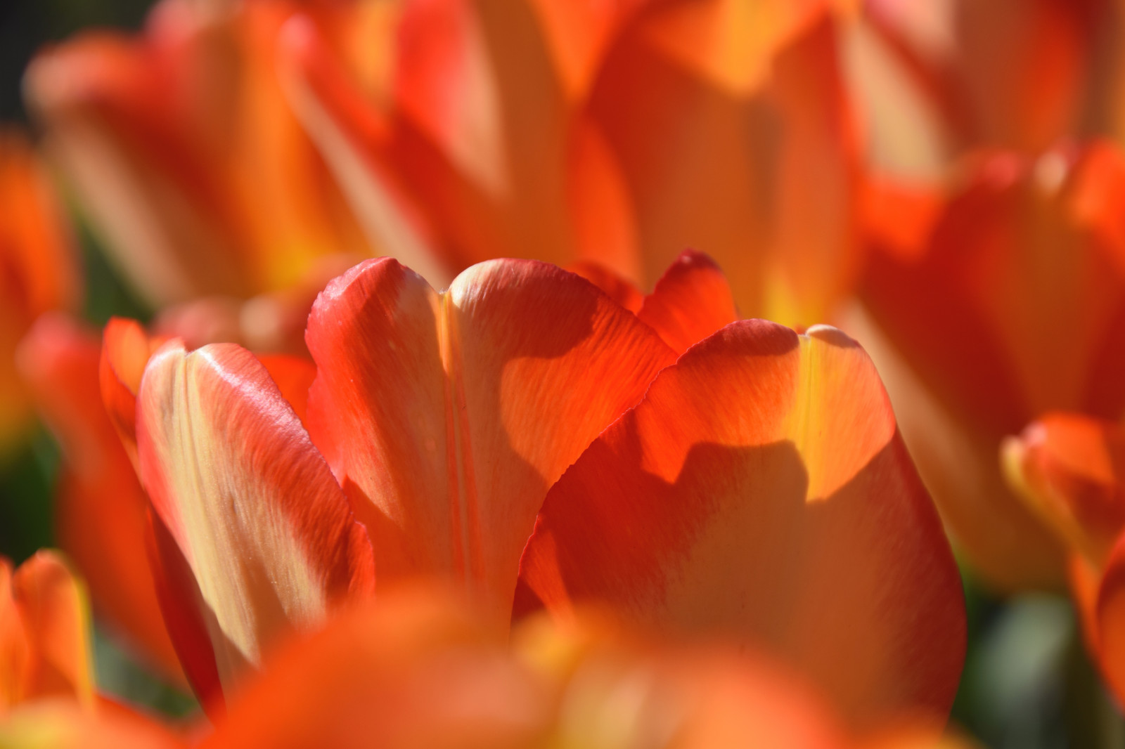 zahrada, Červené, mraky, žlutý, oranžový, květ, rostlina, tulipán, flóra, Malmo, tulpaner, gree, slottstrdga rden, okvětní lístek, suchozemská rostlina, kvetoucí rostlina, zblízka, makro fotografie, závod stonek, lilie rodina