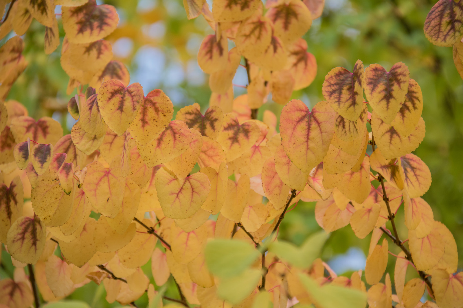 zahrada, park, větev, žlutý, květ, strom, podzim, list, květ, rostlina, sezóna, flóra, h st, l v, exif modelu canoneos760d, geocountry, Kamera aby kánon, geocity, Model fotoaparátu canoneos760d, geostate, geolocation, EXIF čočka efs18200mmf3556is, EXIF otvor 56, exif focallength 200mm, exif aby kánon, EXIF isospeed 320, Alnarp, botanika, suchozemská rostlina, kvetoucí rostlina, dřevina, keř, makro fotografie, závod stonek, opadavý