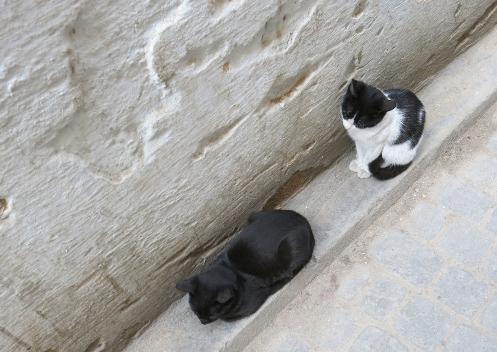 ลูกแมว, โมร็อกโก, เฟซ, Maroc, Medina, เสาอากาศ, เฟ, chatons