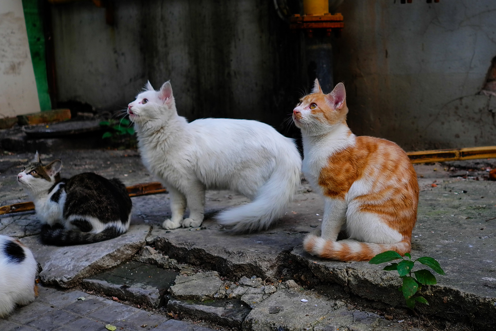 kočka, Pes, kníry, moji přátelé, kotě, savec, obratlovců, kočka jako savci, malé až středně velké kočky