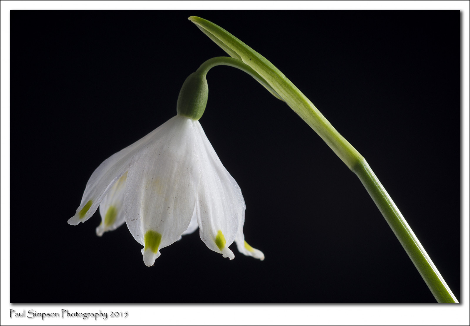 květiny, bílý, rostlina, květ, Příroda, Lístky, přírodní svět, sněženka, indoorphotography, photosof, imageof, photoof, imagesof, sonya77, paulsimpsonphotography, february2015