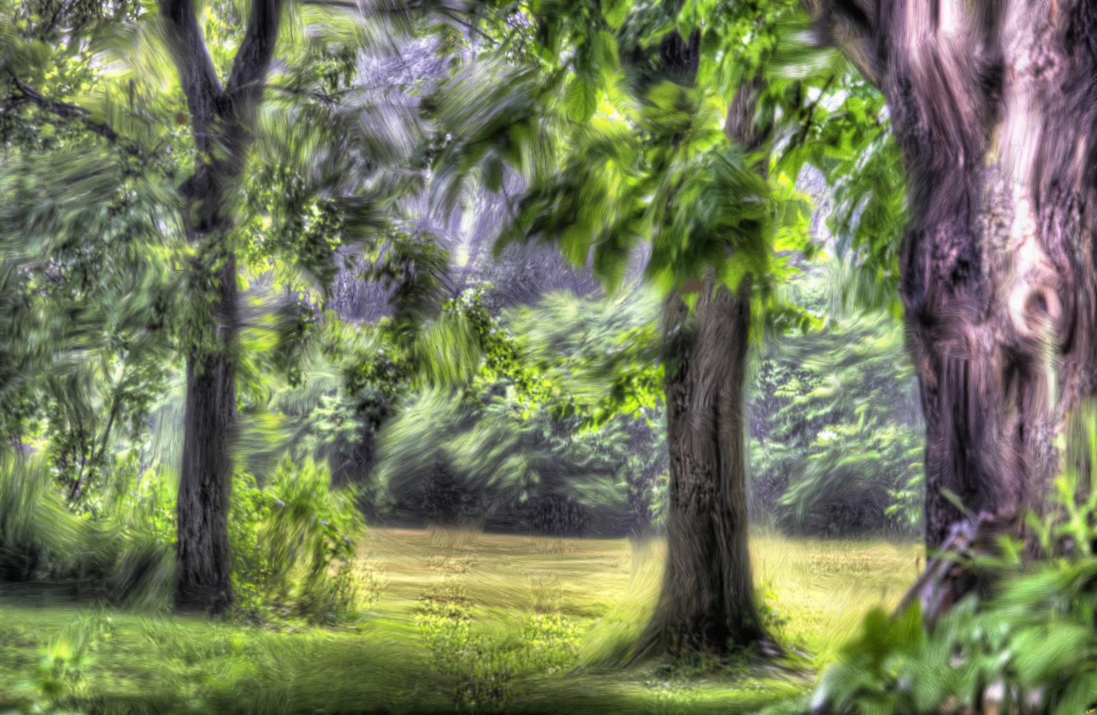 sollys, træer, maleri, Skov, natur, græs, afdeling, grøn, jungle, regnskov, vådområde, træ, blad, blomst, plante, flora, vegetation, plantage, skov, lund, landdistrikt, levested, naturligt miljø, botanik, vedplante, økosystem, arecales, mysticalhdrnatureconnecticut