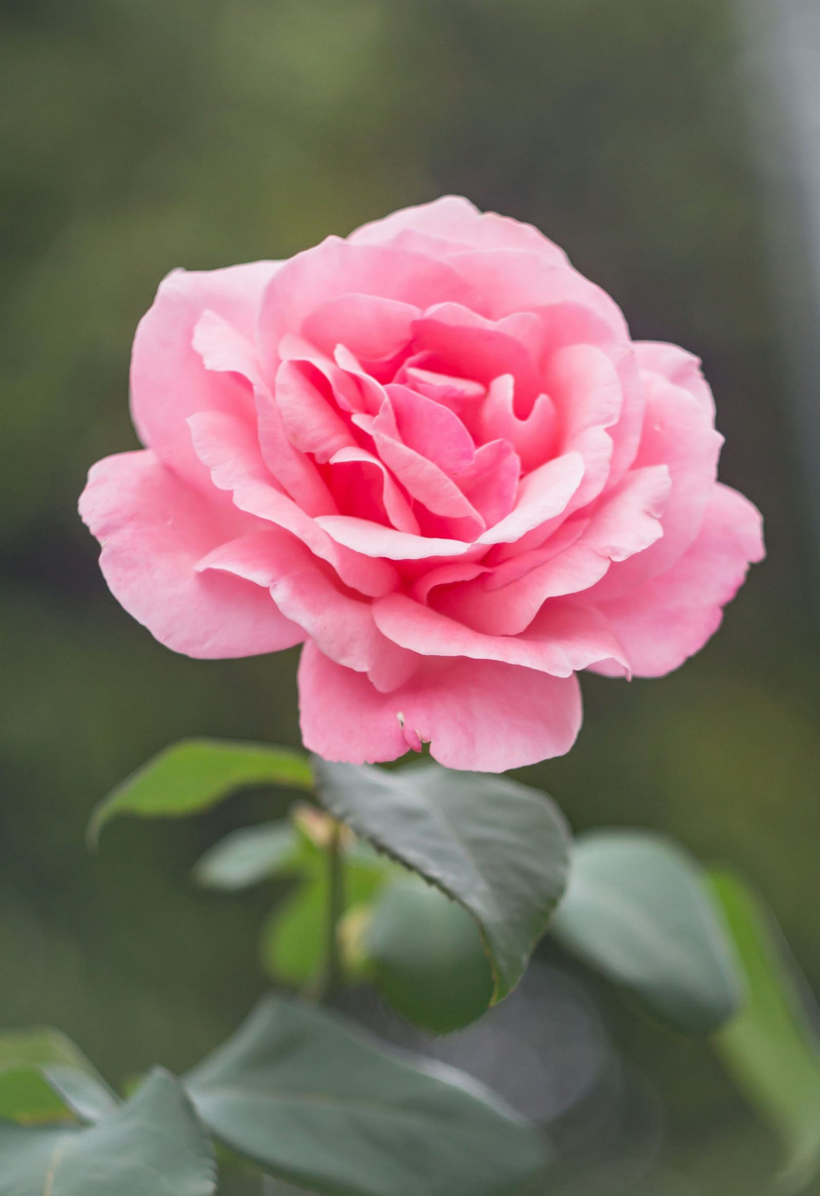 Hintergrundbilder pinke Blumen, Garten, Nahansicht, Pflanzen, Rose