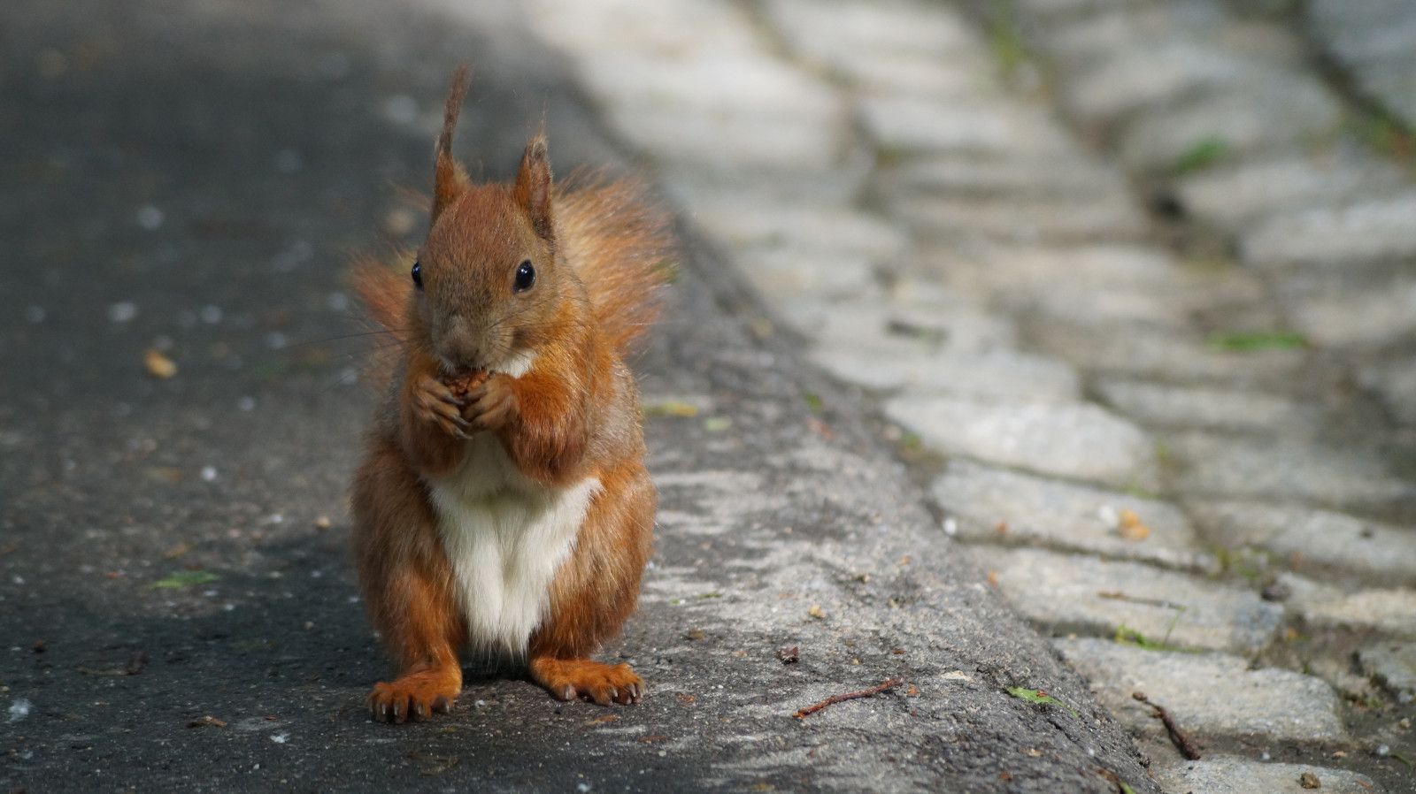 zvěř, veverka, Volně žijících živočichů, kníry, hlodavec, pruhovaná veverka, fauna, savec, obratlovců, fox veverka