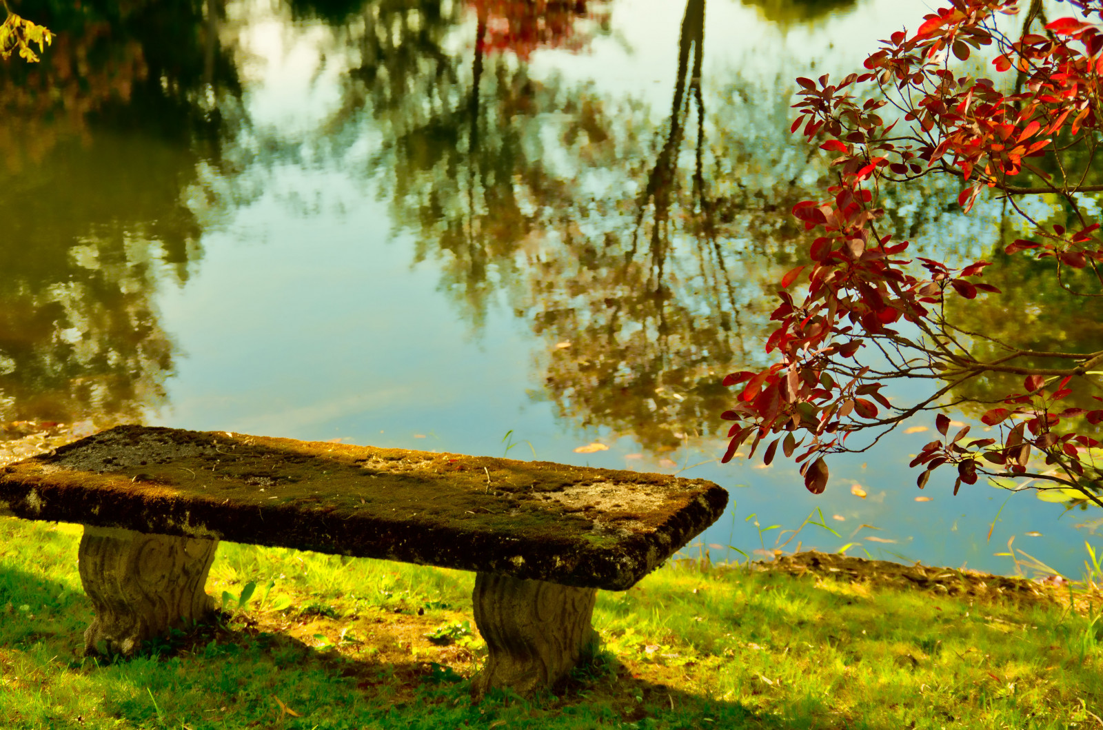 แสงแดด, ป่า, ตก, น้ำ, ธรรมชาติ, การสะท้อน, หญ้า, สาขา, สีเขียว, เช้า, ม้านั่ง, เมน, เบา, ต้นไม้, ฤดูใบไม้ร่วง, ใบไม้, สี, ดอกไม้, ปลูก, ฤดู, การสะท้อน, บุษราคัม, ป่าไม้, เขตชนบท, ถิ่นที่อยู่, สภาพแวดล้อมทางธรรมชาติ, พฤกษศาสตร์, ไม้ยืนต้น, หลุม, ฟาร์ม, wellsme