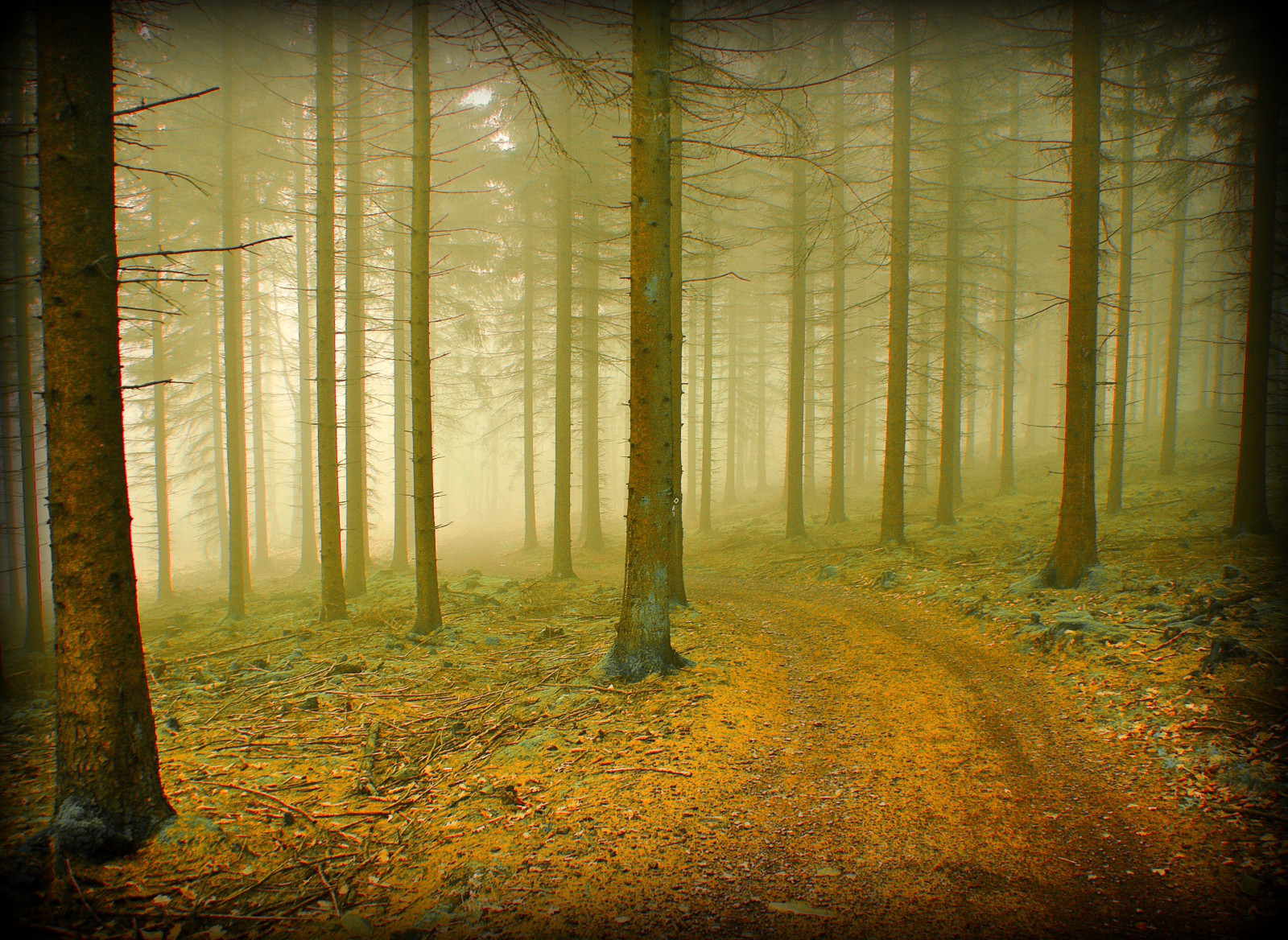 dřevo, ráno, mlha, strom, UMĚNÍ, Příroda, mlha, les, Německo, cesta, cesta, kouzlo, tvořivý, prach, Oberberg, mystik, naturesfinest, the4elements, platinumphoto, theunforgettablepictures, platinumheartaward, vanagram, bestcapturesaoi, elitegalleryaoi