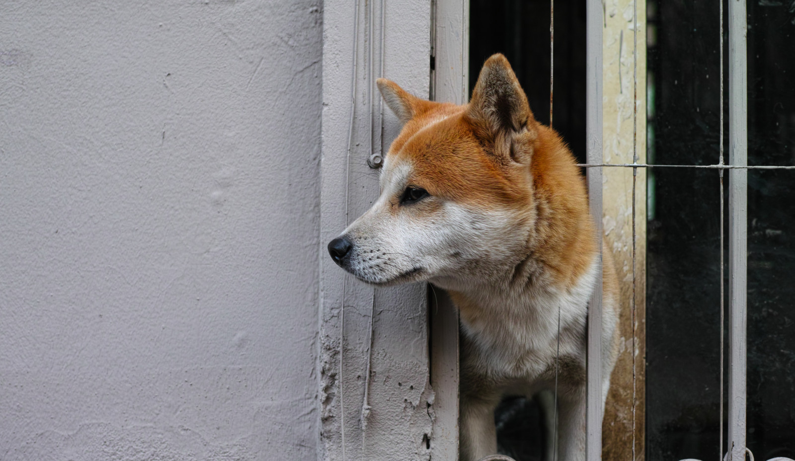 kočka, Pes, moji přátelé, savec, obratlovců, vlčák, Saarloosův vlčák, pes jako savec, psí plemeno skupina, grónský pes, Československý vlčák, Východosibiřská lajka, Šikoku, Západosibiřská lajka, norský lundehund, pouliční pes