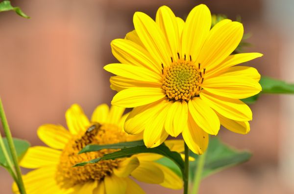 flower,sunflower,bud