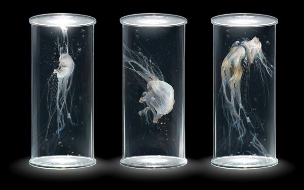 glass,artwork,crystal,evolution,bottle,lighting
