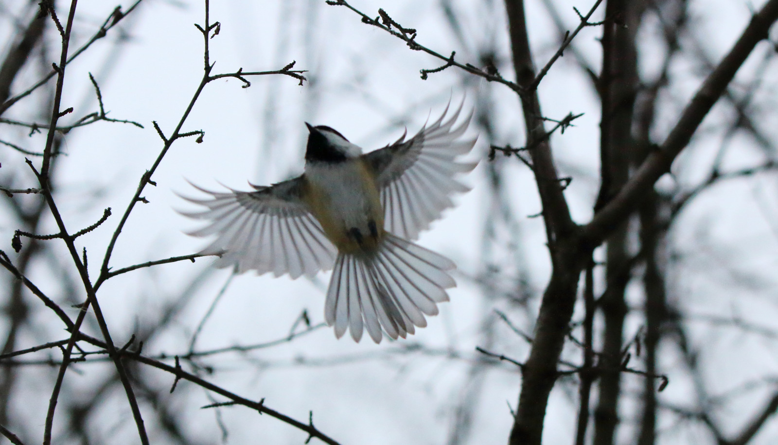 černobílý, Příroda, křídla, sníh, zima, větev, Volně žijících živočichů, Kánon, květ, jaro, Ontario, americký ptáček, Let, Tamron, květ, pták, křídlo, eos, fauna, ptáčník, 70d, rickykcwong, větvička, Černý a bílý, monochromatické fotografování, prohlížení pták, obratlovců, Lejskovití, whitby
