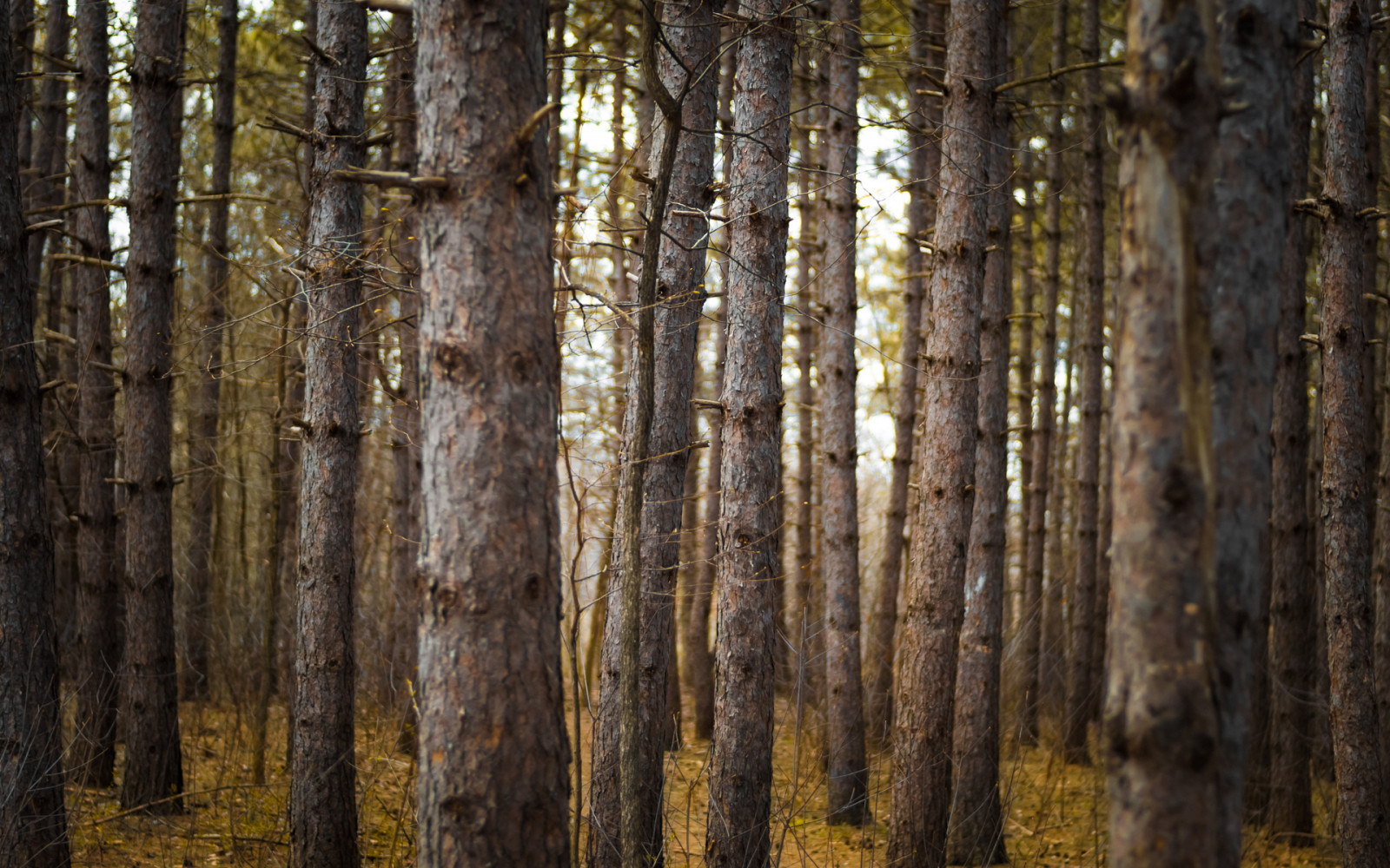 slunečnímu záření, stromy, les, tráva, nebe, dřevo, větev, zelená, žlutý, Kanada, Nikon, jaro, bříza, Ontario, Ottawa, Soustředit se, strom, hloubka pole, podzim, list, rostlina, sezóna, dof, větve, patro, podlaha, dno, D7100, nikond7100, zálesí, háj, místo výskytu, přírodní prostředí, suchozemská rostlina, kvetoucí rostlina, dřevina, ekosystém, mírné jehličnatý les, kufr, závod stonek, prales, smíšený les, opadavý, bensenior, bellscorners