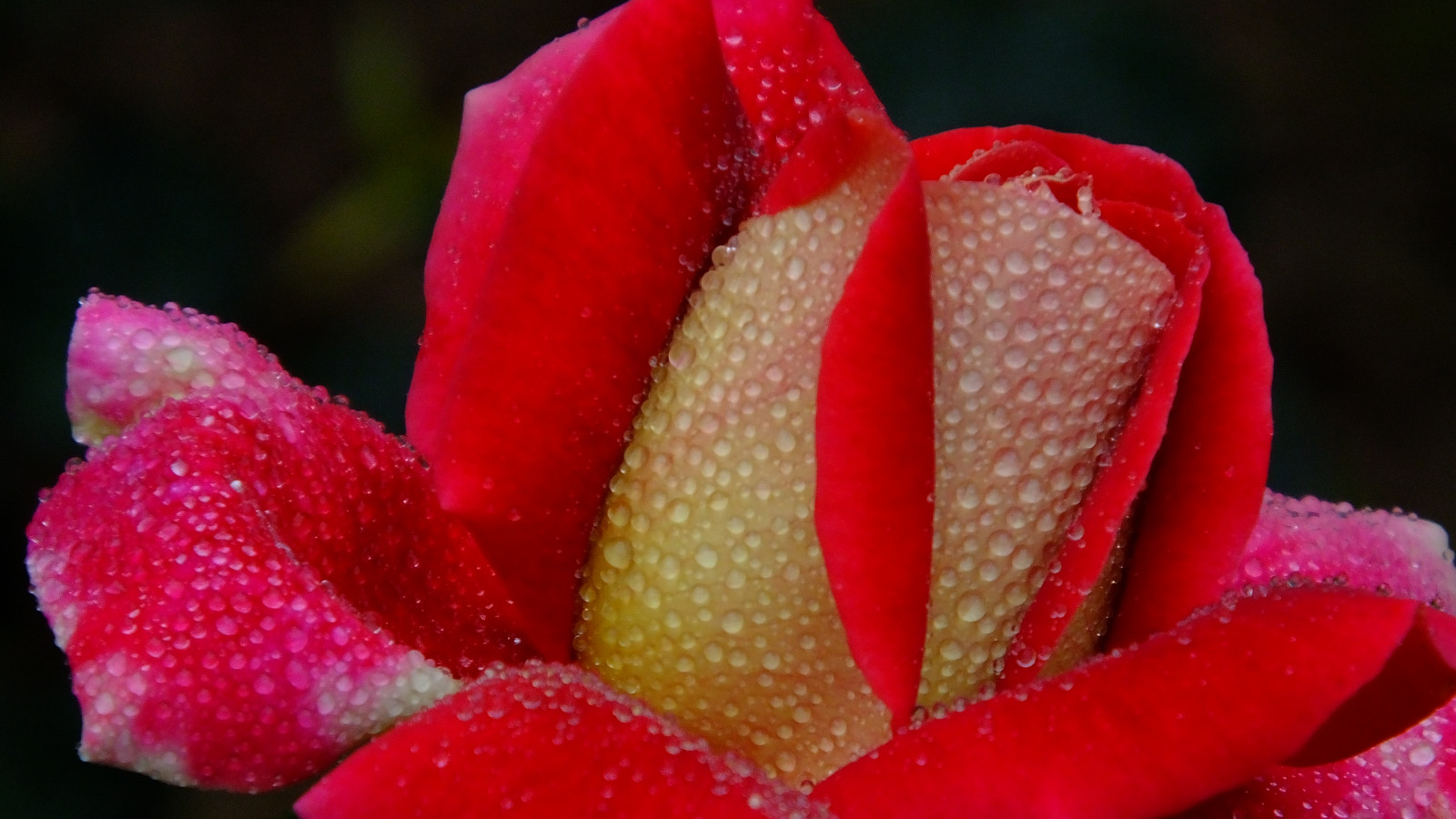 Vánoce, cestovat, růžový, modrý, zima, světlo, Červené, oranžový, slunce, rostlina, zprávy, hra, květ, barva, roztomilý, sexy, zelená, pták, UMĚNÍ, dívka, Krásná, počasí, dáma, noc, kočka, Kánon, temný, divit se, zábava, šťastný, hongkong, hvězda, pavouk, jaro, úžasný, chladný, pěkný, model, Nikon, Soustředit se, perfektní, legrační, panenka, komik, místo, přírodní, cosplay, dobrý, d, G, skvělý, pokuta, n, cena, krab, umístění, x, dny, cm, CC, Modla, dd, zajetí, prefekt, portrail, zobrazeny, tavel, aminal, 2015, lokalitě