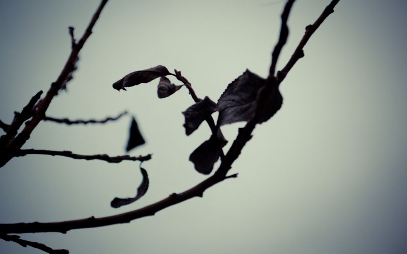 Příroda, rostliny, silueta, listy, Černá, fotografování Příroda, rostliny, silueta, listy, Černá, fotografování