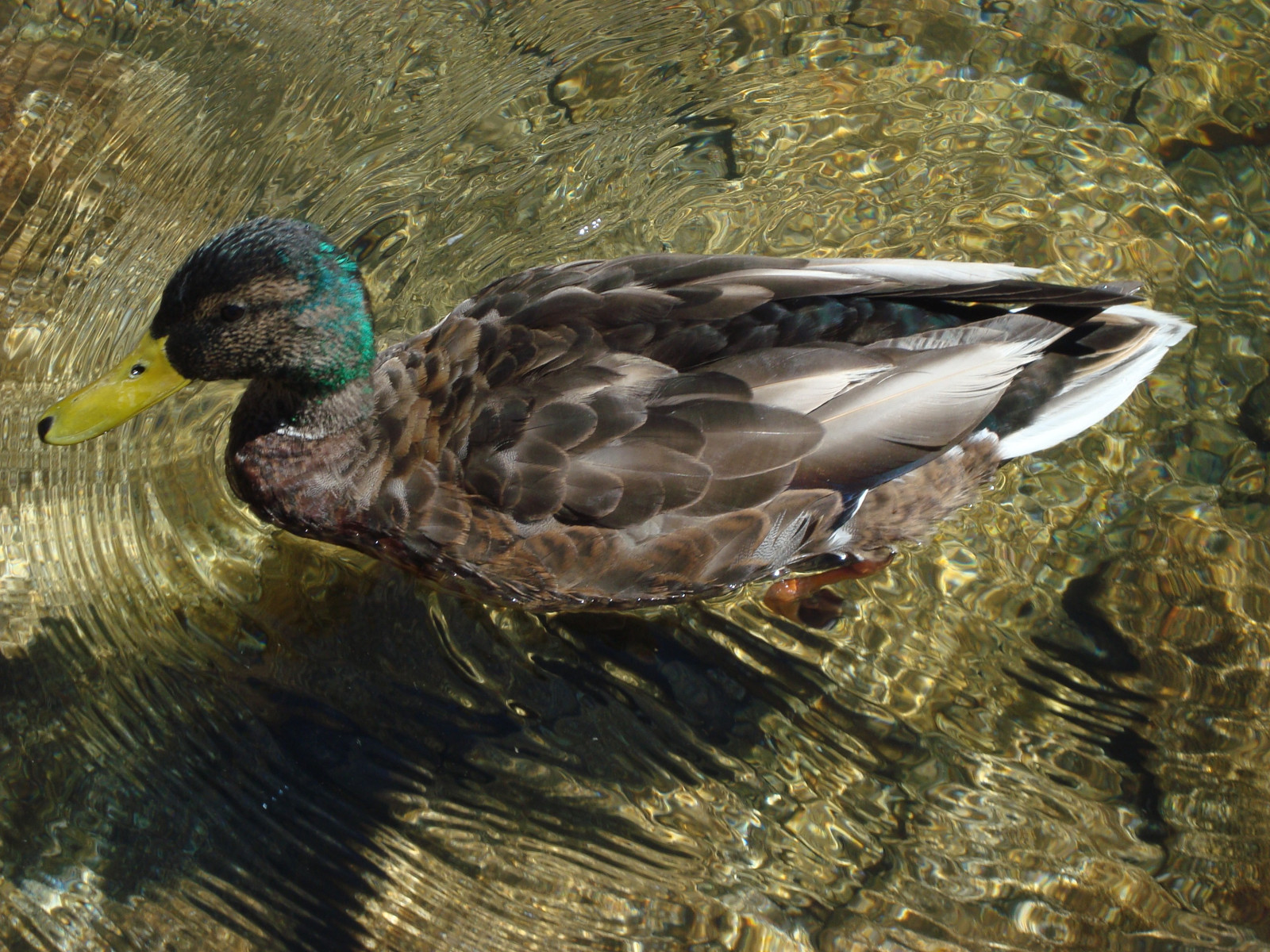 ptactvo, zvěř, Volně žijících živočichů, kachna, zobák, divoká kachna, pták, křídlo, fauna, vodní ptáci, kachna, obratlovců, vodní pták, kachen, hus a labutě, drůbež