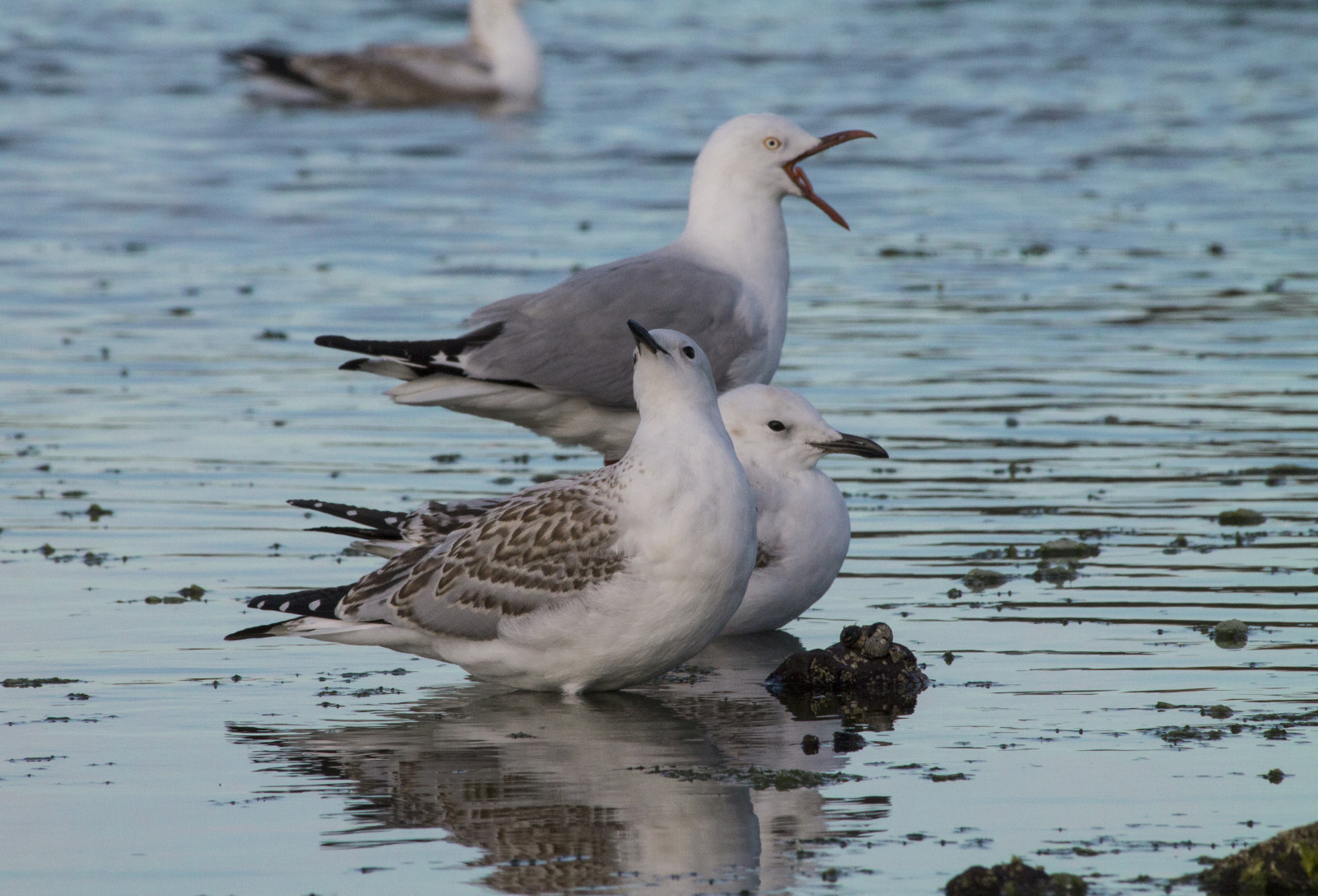 ptactvo, západ slunce, moře, nebe, pláž, Volně žijících živočichů, Racků, Austrálie, zobák, Victoria, široký úhel, pták, pláže, racek, mořský pták, Mornington, Morningtonský poloostrov, teleobjektivu, fauna, obratlovců, Charadriiformes, shorebird, racek stříbřitý
